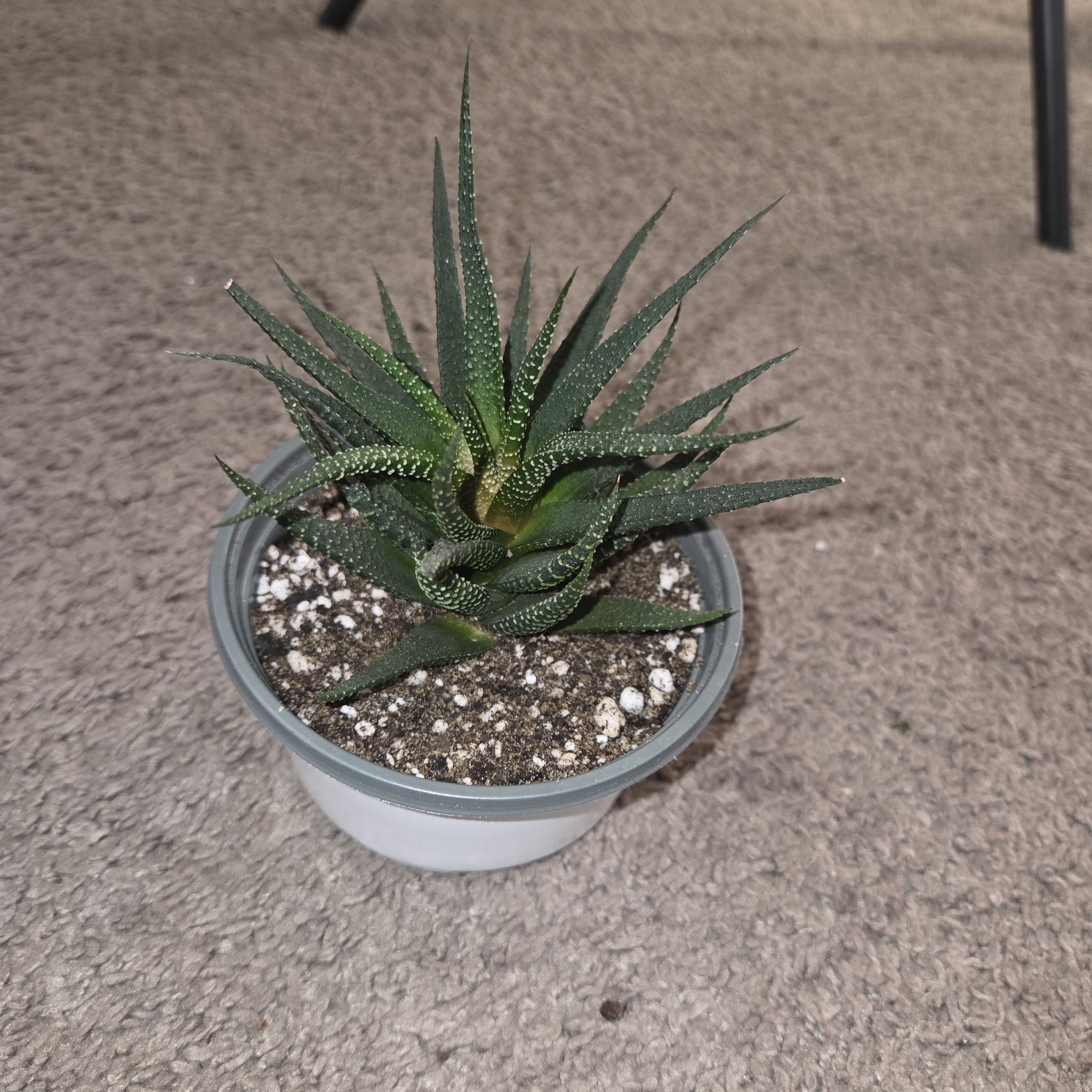 Photo of the plant species Zebra Haworthia by @NikkiBplantmom named ZIGGY on Greg, the plant care app