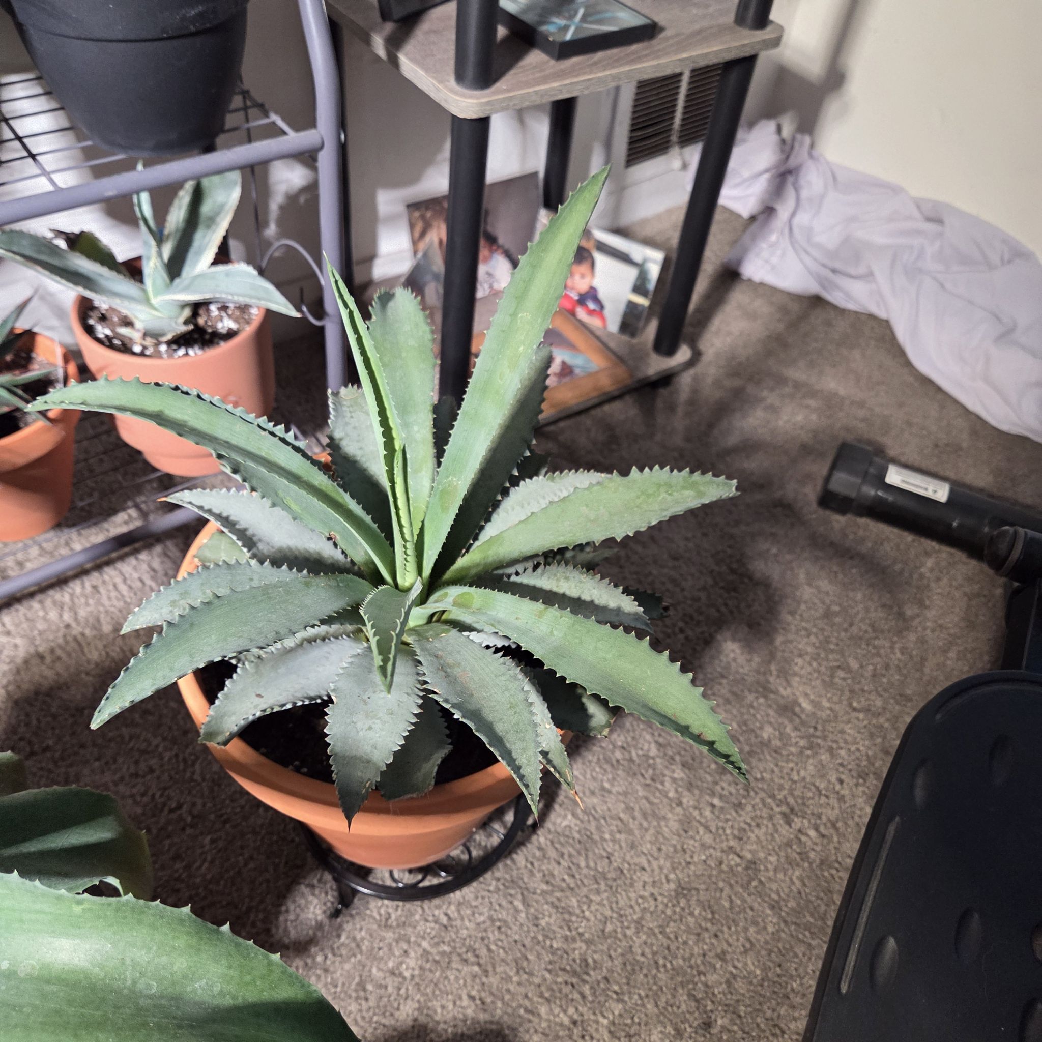 Photo of the plant species Mayan Queen Mangave by @NikkiBplantmom named TERESA MENDOZA on Greg, the plant care app