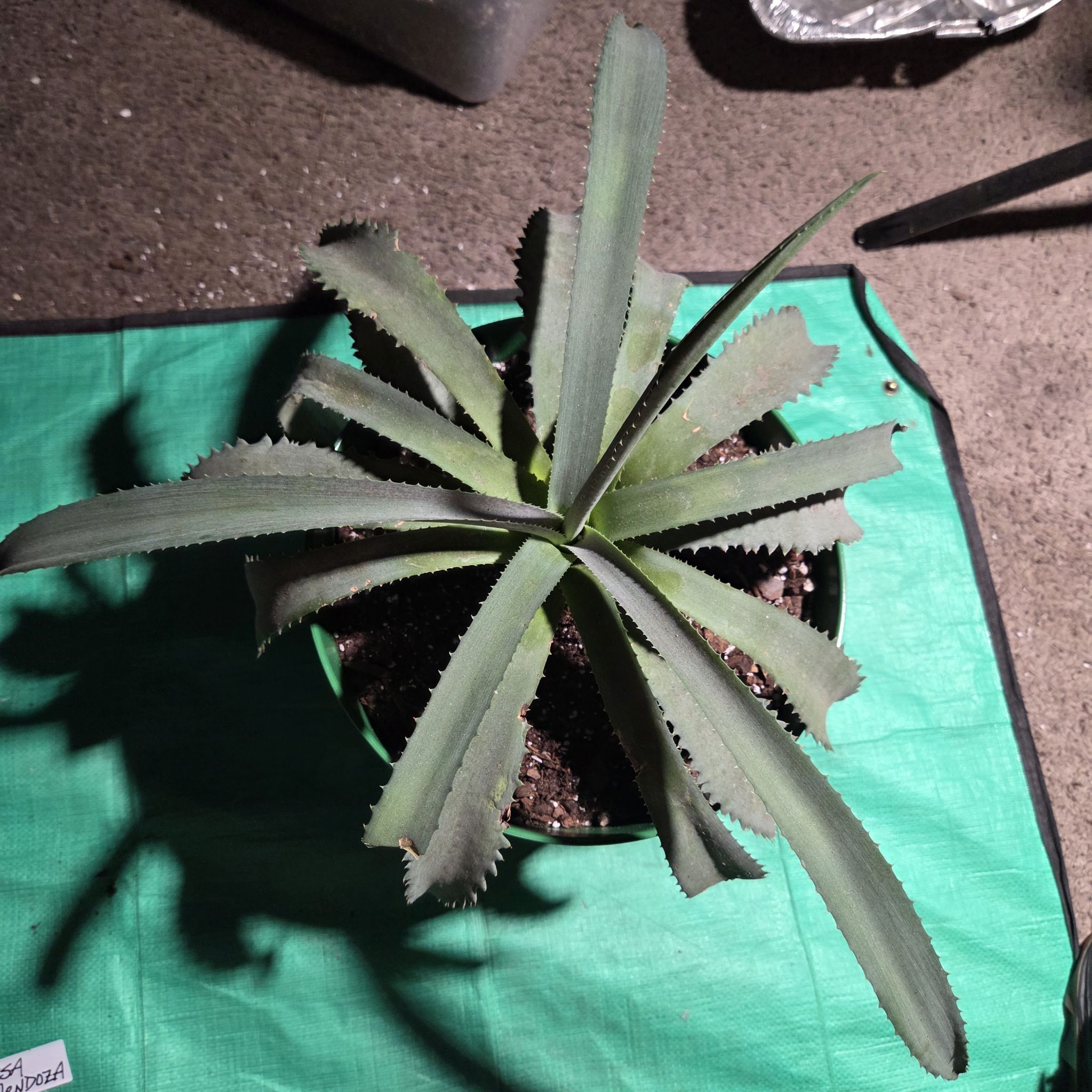 Photo of the plant species Mayan Queen Mangave by @NikkiBplantmom named TERESA MENDOZA on Greg, the plant care app