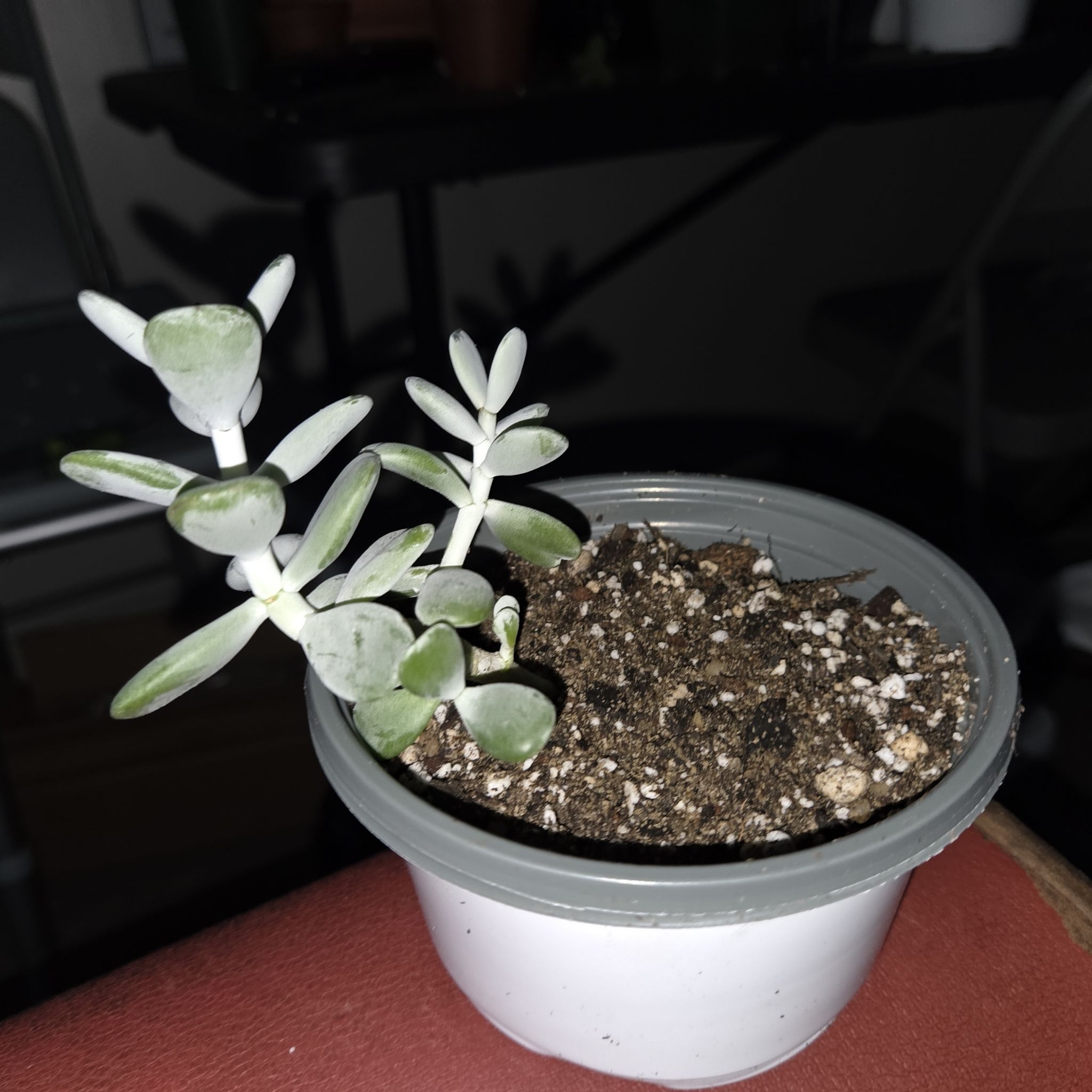 Photo of the plant species Ping Pong by @NikkiBplantmom named J. MONAE~ on Greg, the plant care app