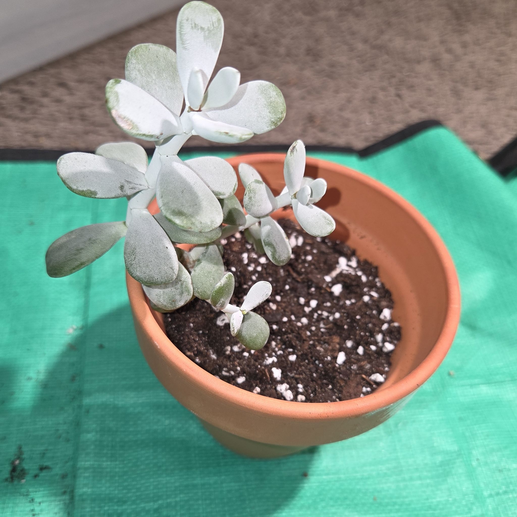 Photo of the plant species Ping Pong by @NikkiBplantmom named J. MONAE~ on Greg, the plant care app