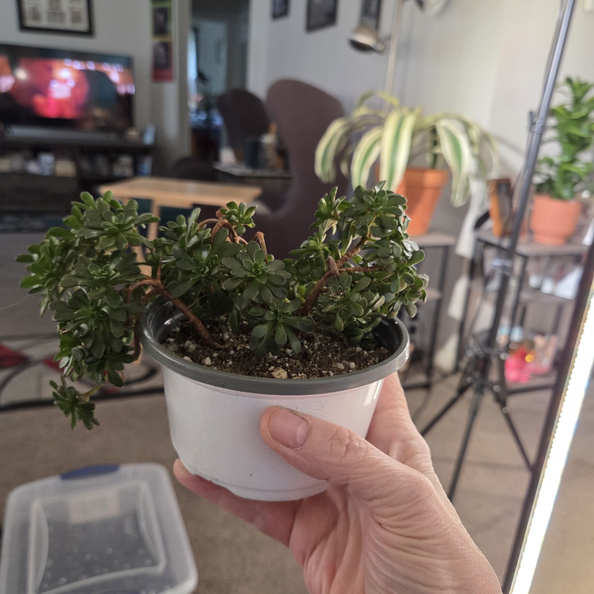 Photo of the plant species irish blessing tree by @NikkiBplantmom named ARTEMIS on Greg, the plant care app