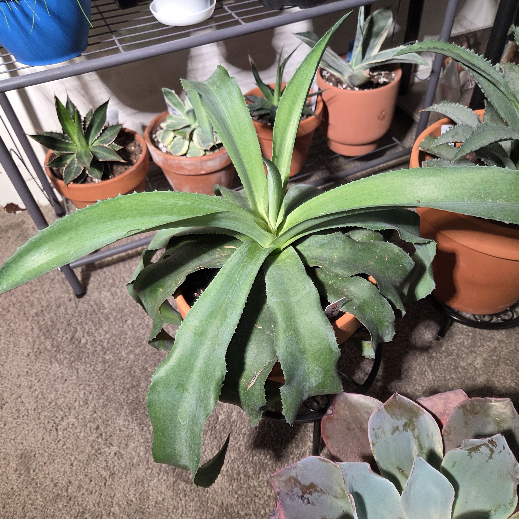 Photo of the plant species Falling Waters by @NikkiBplantmom named EZ REYES on Greg, the plant care app