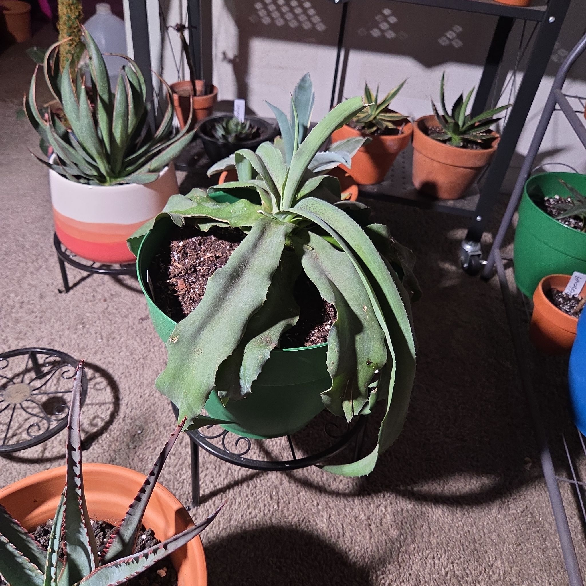 Photo of the plant species Falling Waters by @NikkiBplantmom named EZ REYES on Greg, the plant care app