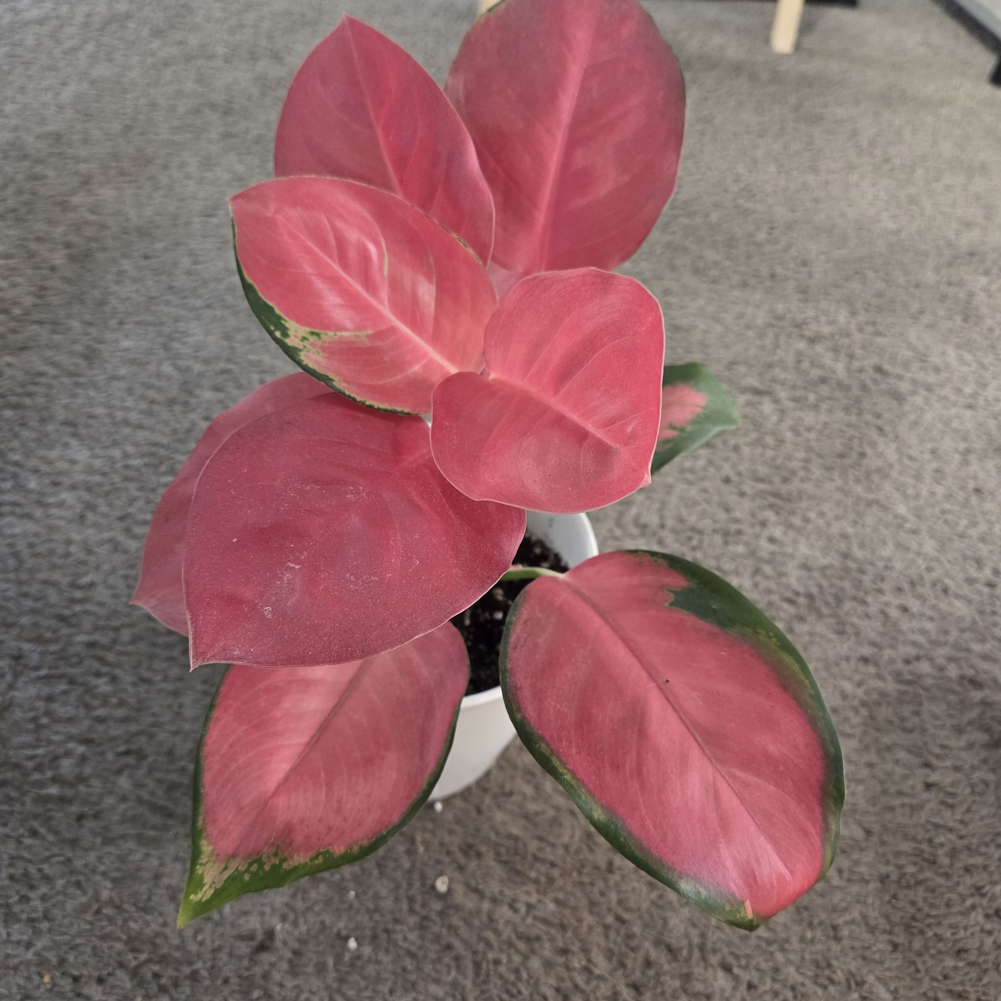 Photo of the plant species Pink Pearl Chinese Evergreen by @NikkiBplantmom named MIKKO on Greg, the plant care app