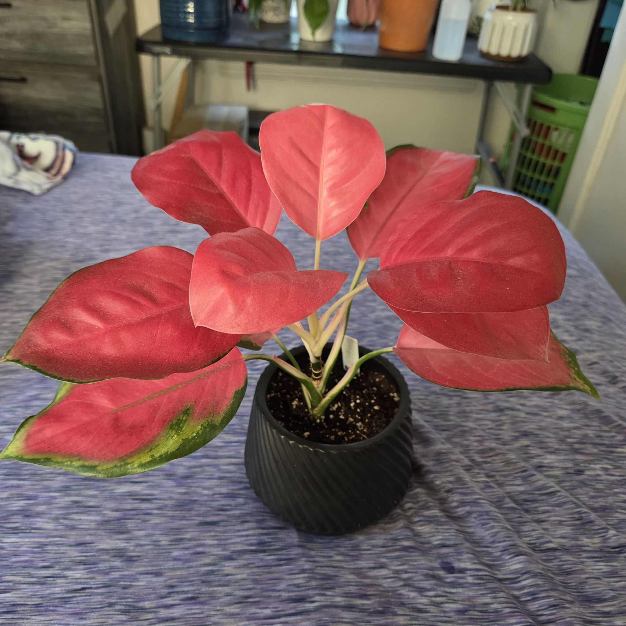 Photo of the plant species Pink Pearl Chinese Evergreen by @NikkiBplantmom named MIKKO on Greg, the plant care app