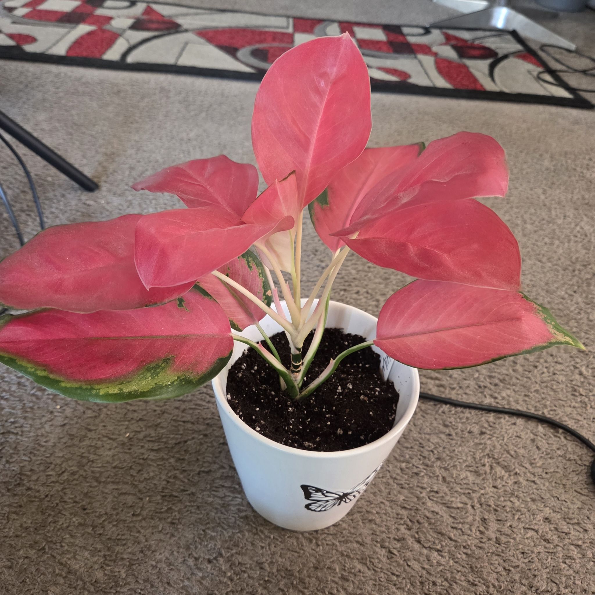 Photo of the plant species Pink Pearl Chinese Evergreen by @NikkiBplantmom named MIKKO on Greg, the plant care app