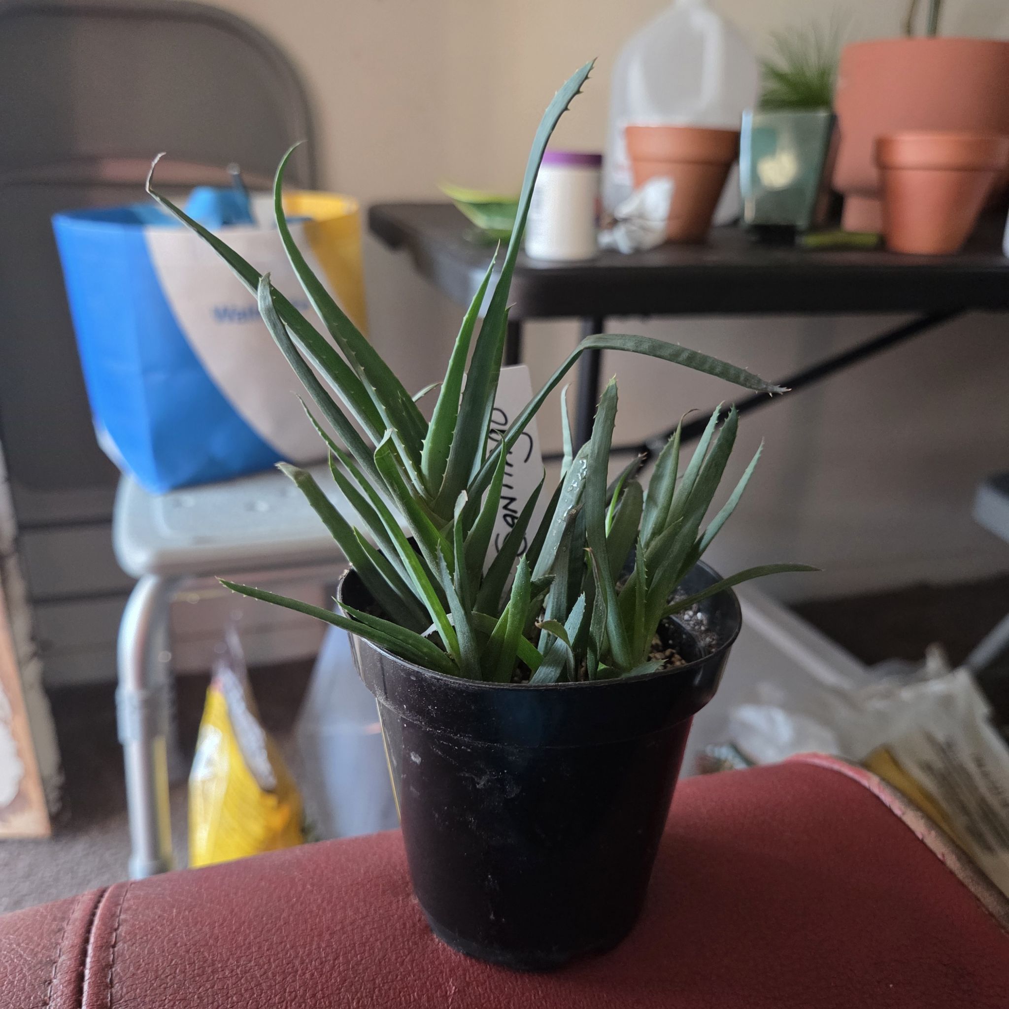 Photo of the plant species Aloe 'Walmsley's Blue' by @NikkiBplantmom named SANTIAGO on Greg, the plant care app