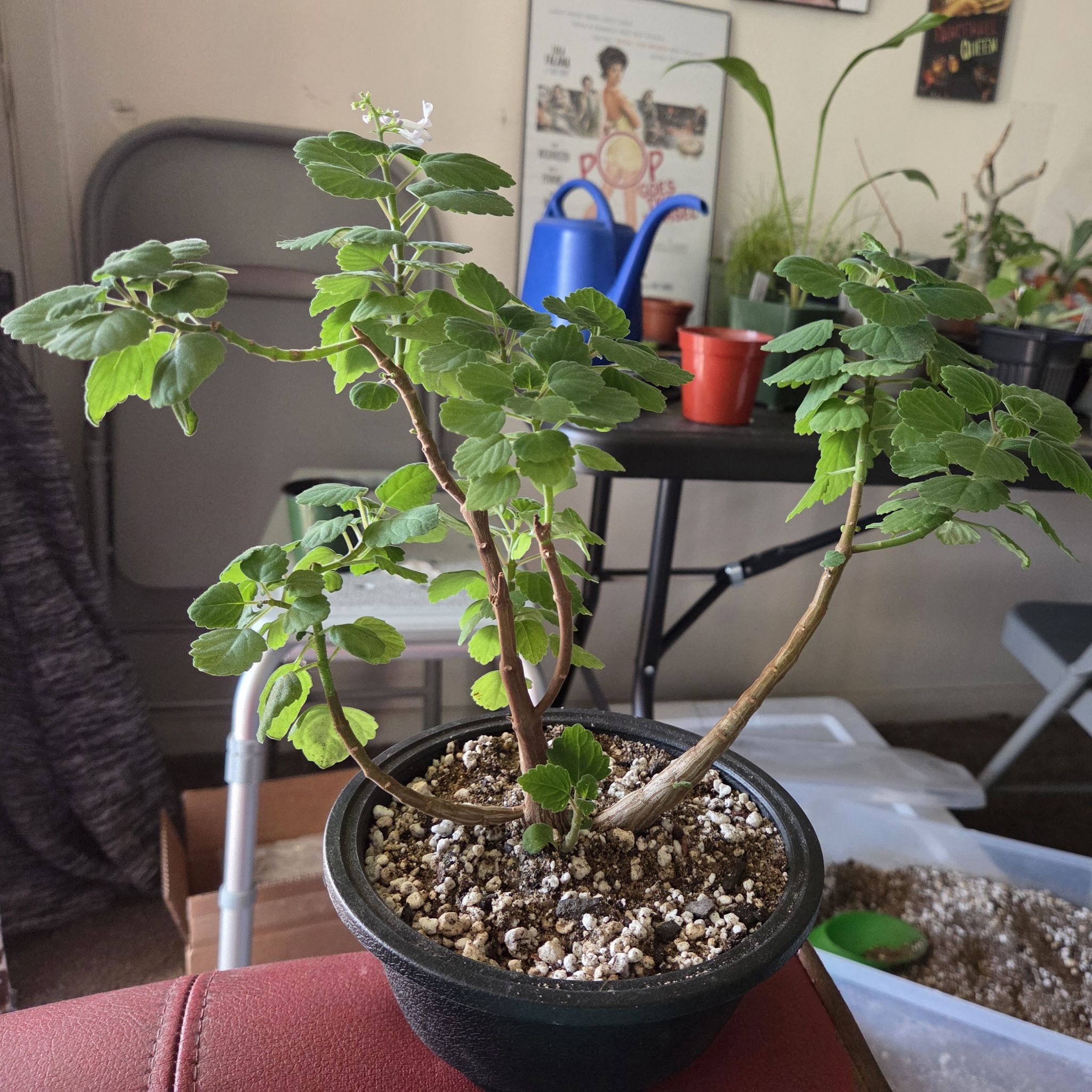 Photo of the plant species Plectranthus 'Album' by @NikkiBplantmom named ASHA' on Greg, the plant care app