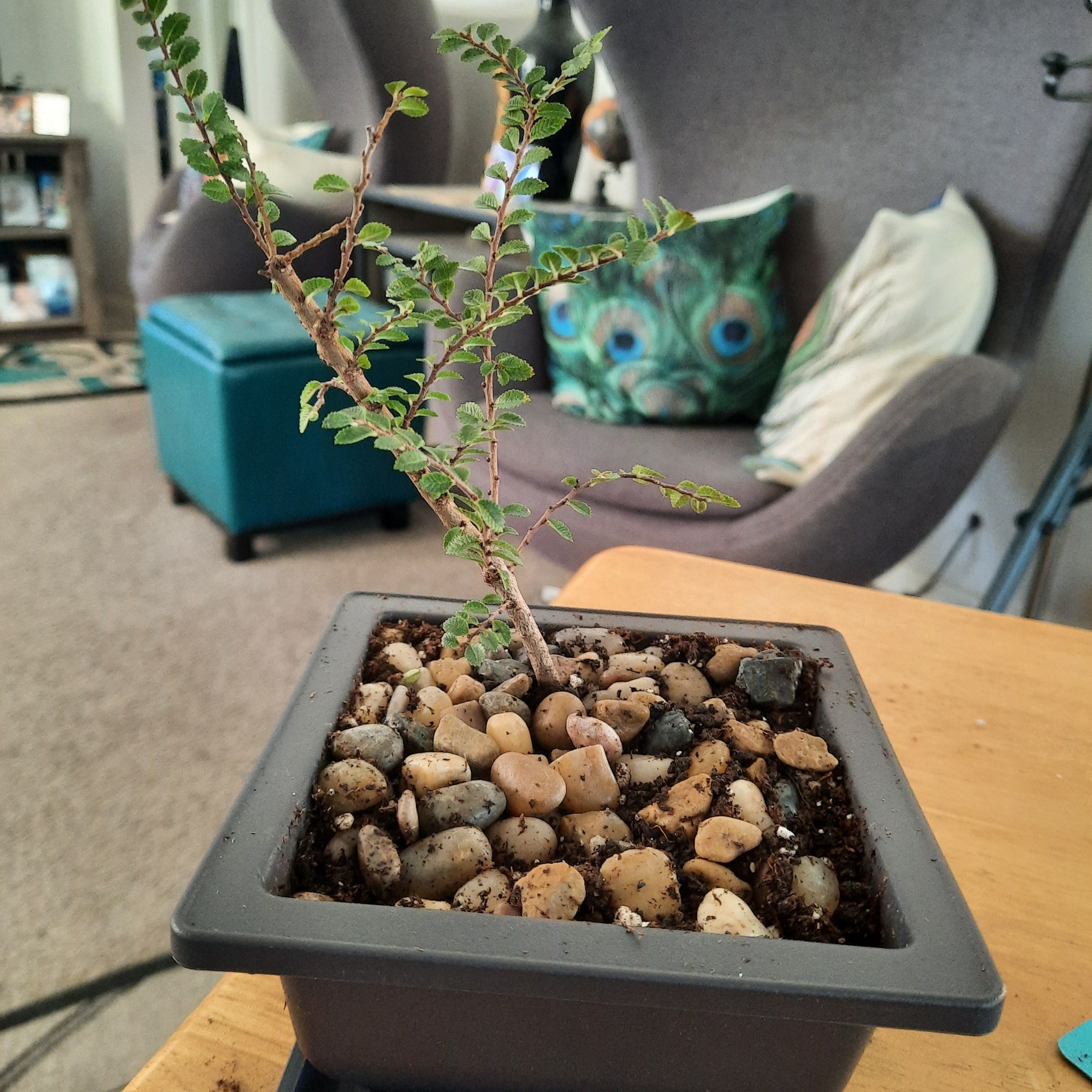 Plant care for Basket Elm on Greg, the plant care app