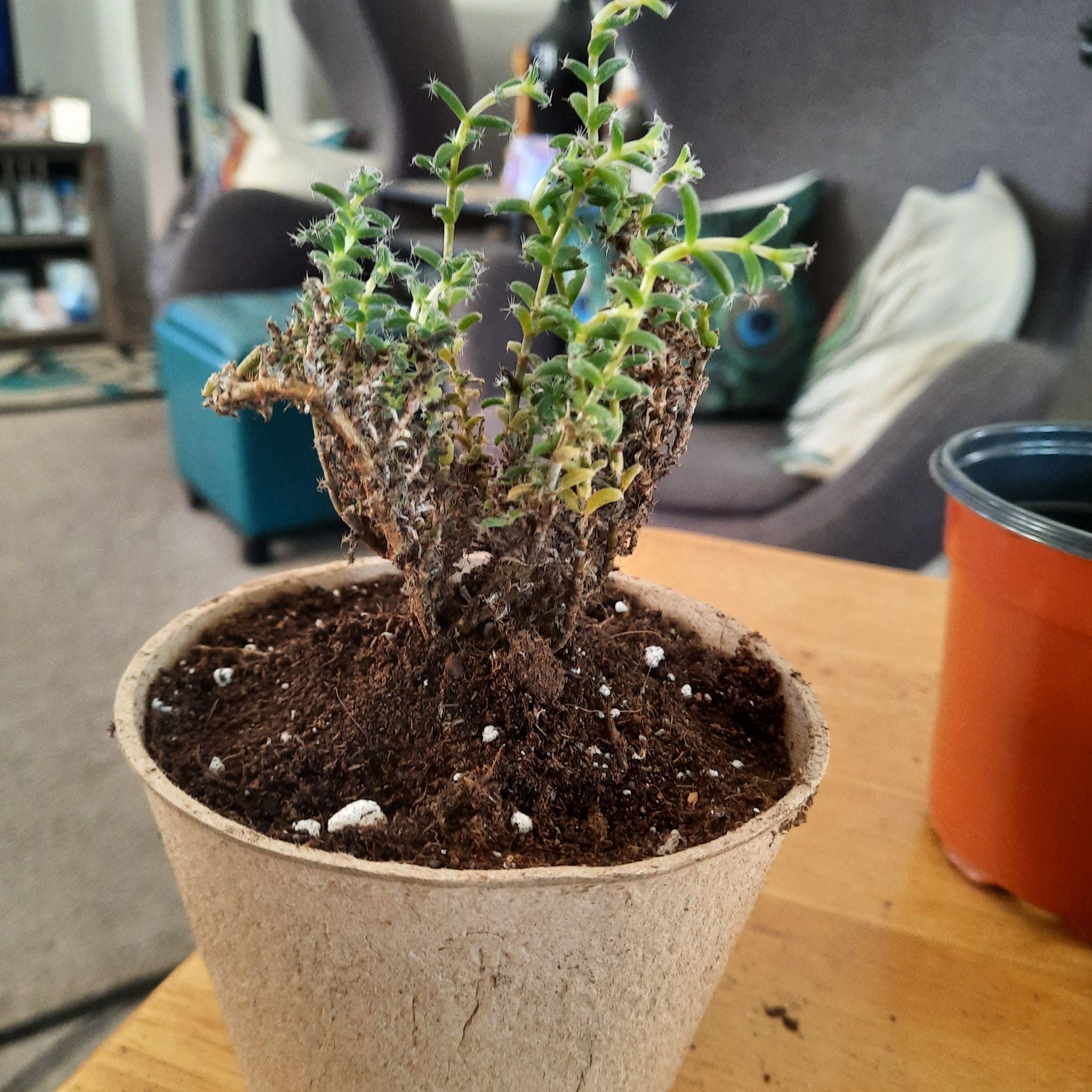 Photo of the plant species African Bonsai by @NikkiBplantmom named NANOOK on Greg, the plant care app