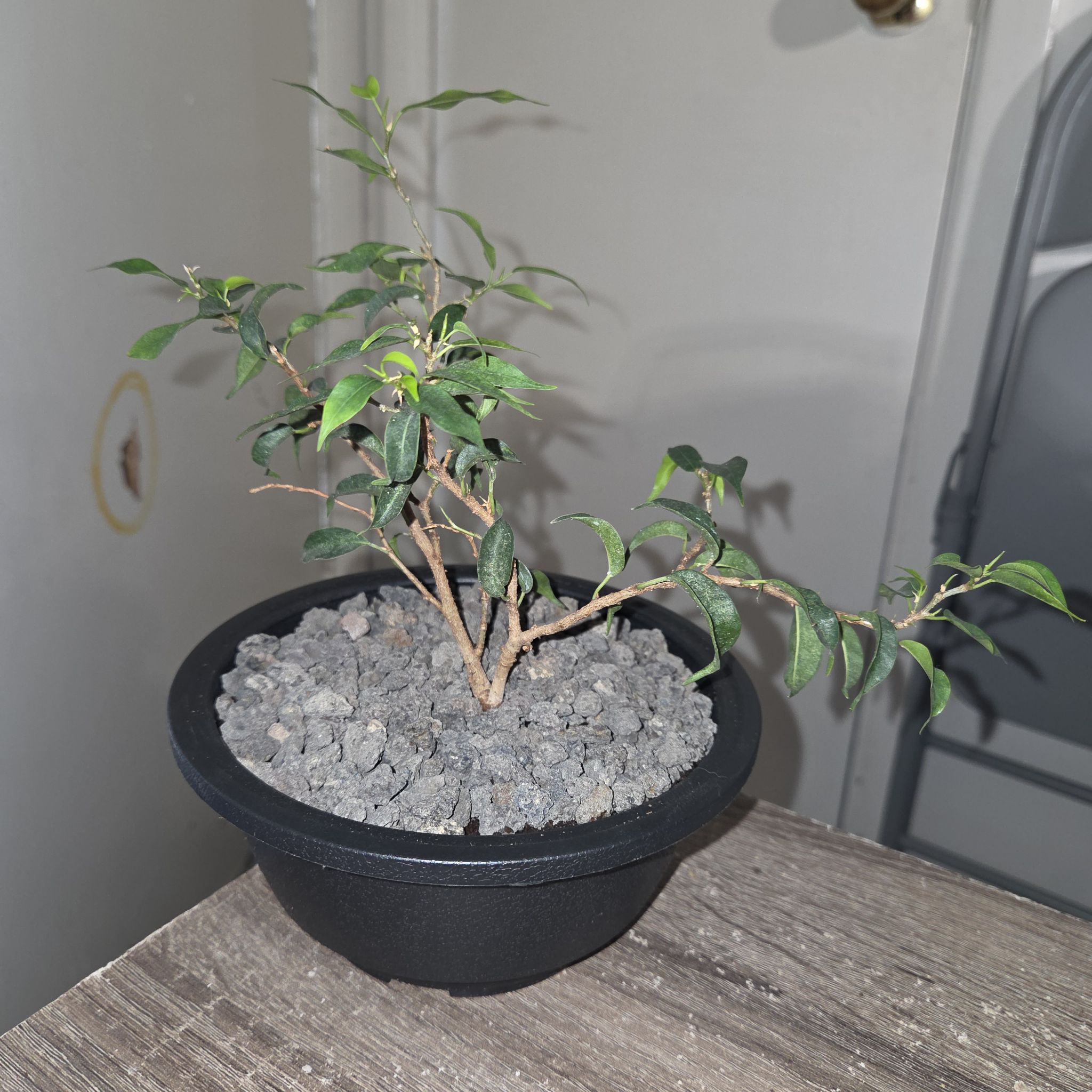 Photo of the plant species Dwarf Weeping Fig by @NikkiBplantmom named CHEYENNE on Greg, the plant care app