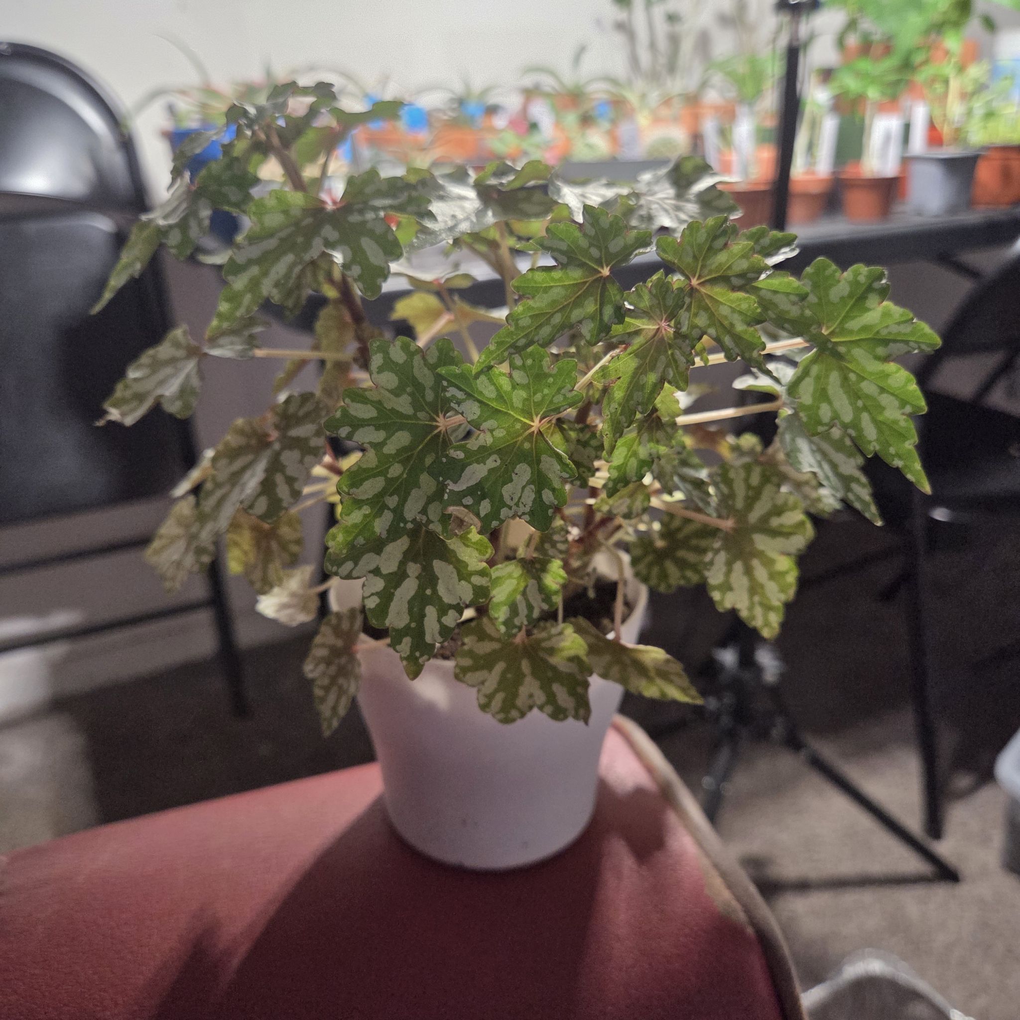 Photo of the plant species Begonia Tweedle Dee by @NikkiBplantmom named ZEPHYR on Greg, the plant care app