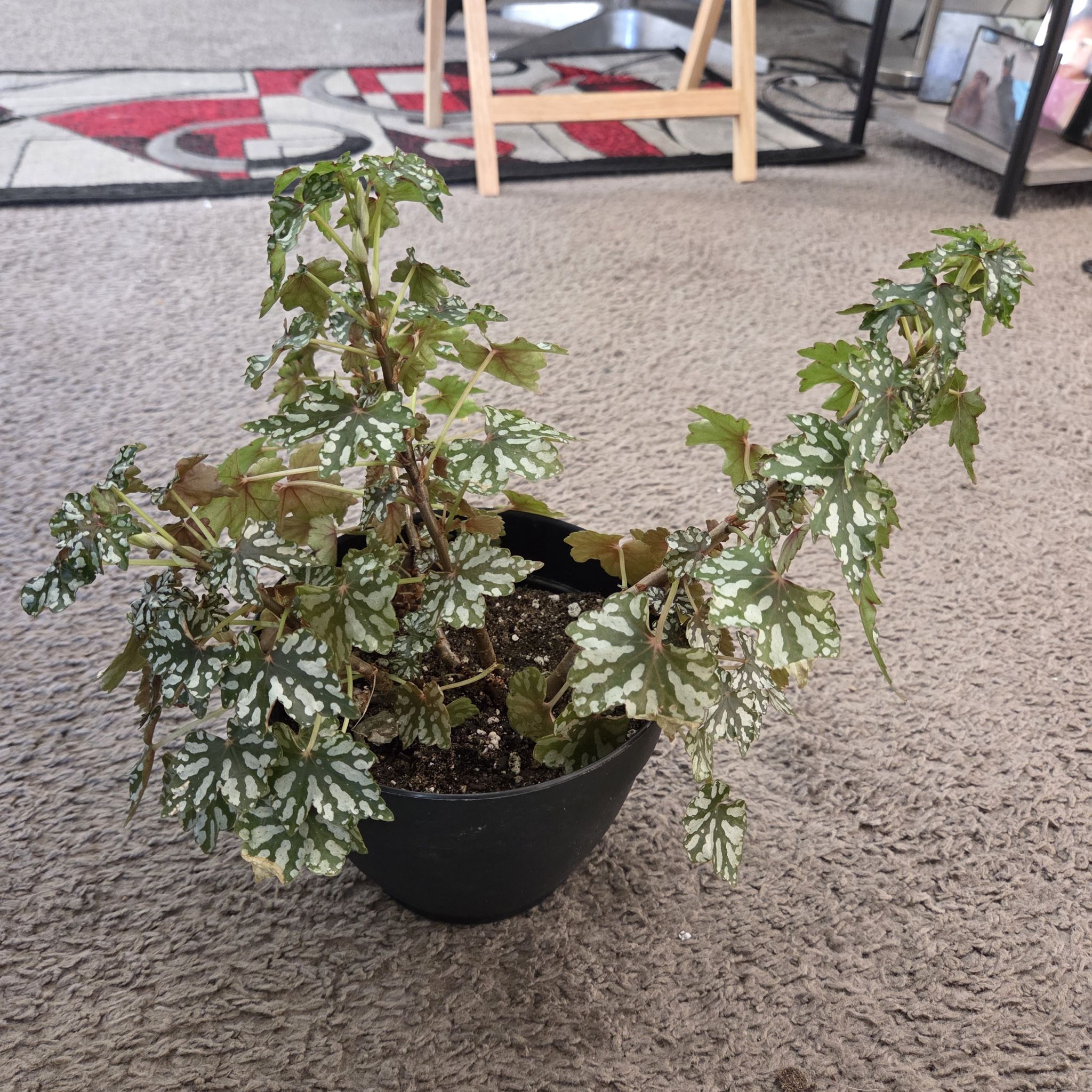 Photo of the plant species Begonia Tweedle Dee by @NikkiBplantmom named ZEPHYR on Greg, the plant care app