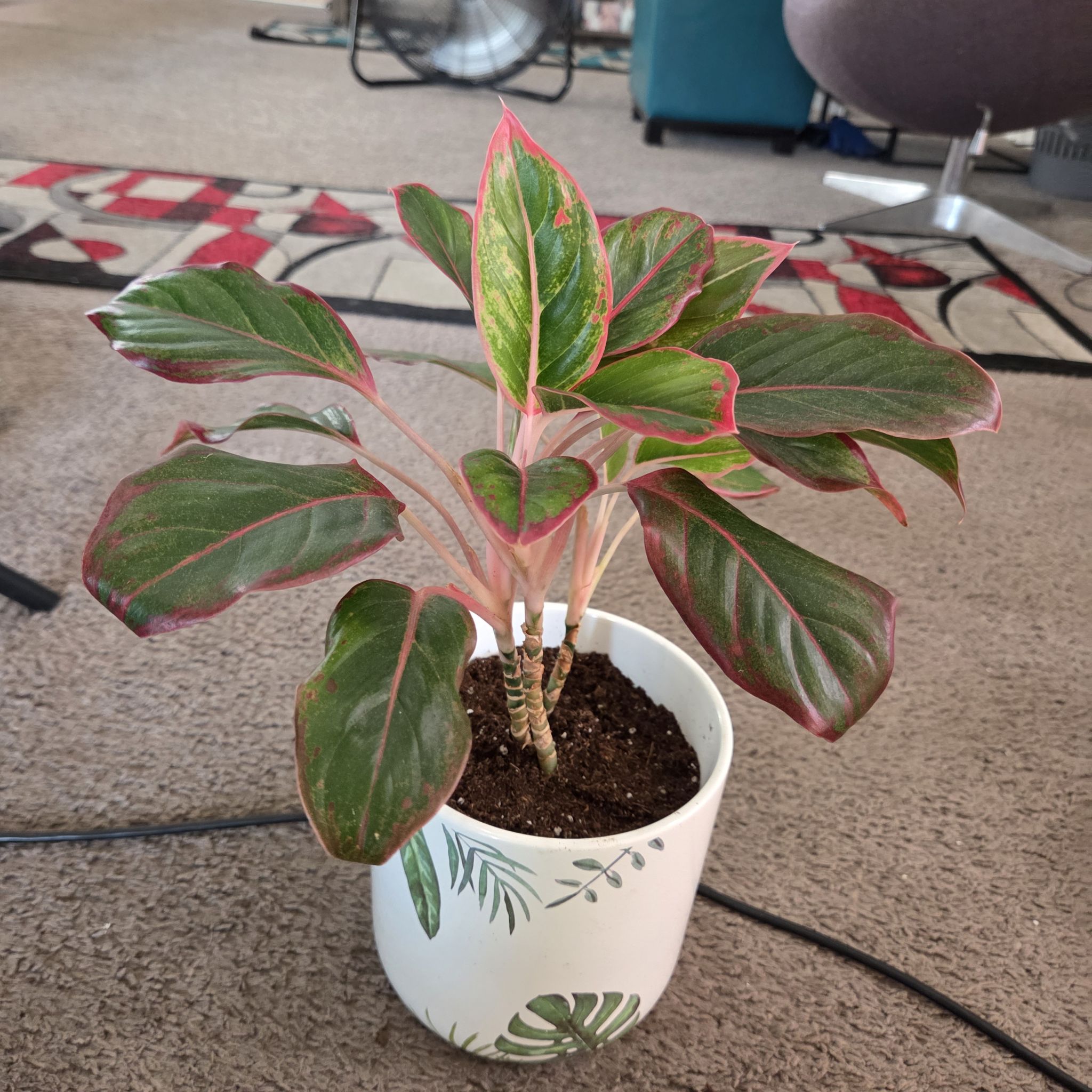 Photo of the plant species Red Siam Aglaonema by @NikkiBplantmom named SEDONA on Greg, the plant care app