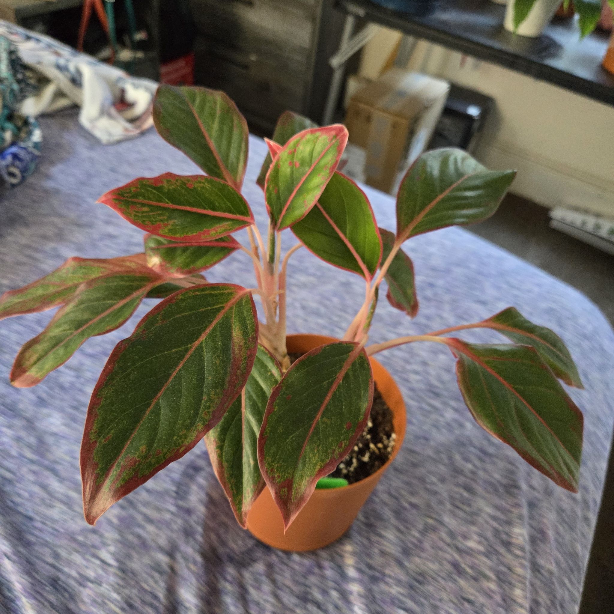 Photo of the plant species Red Siam Aglaonema by @NikkiBplantmom named SIMEA on Greg, the plant care app
