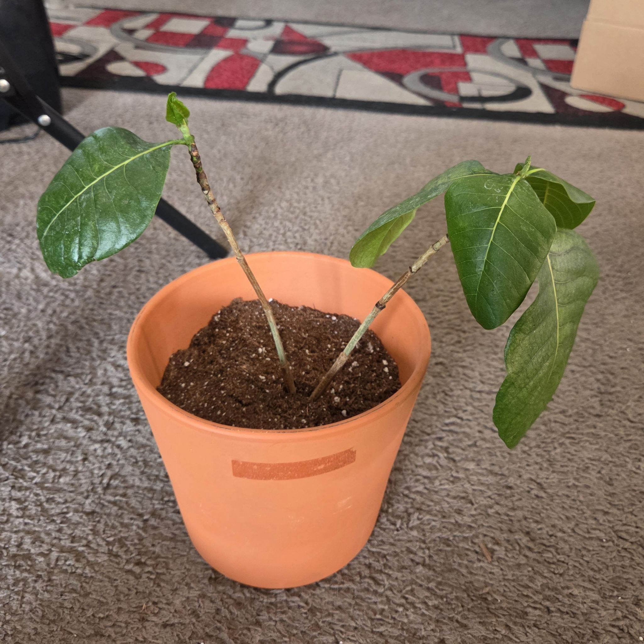Photo of the plant species Tahitian Gardenia by @NikkiBplantmom named NARA on Greg, the plant care app