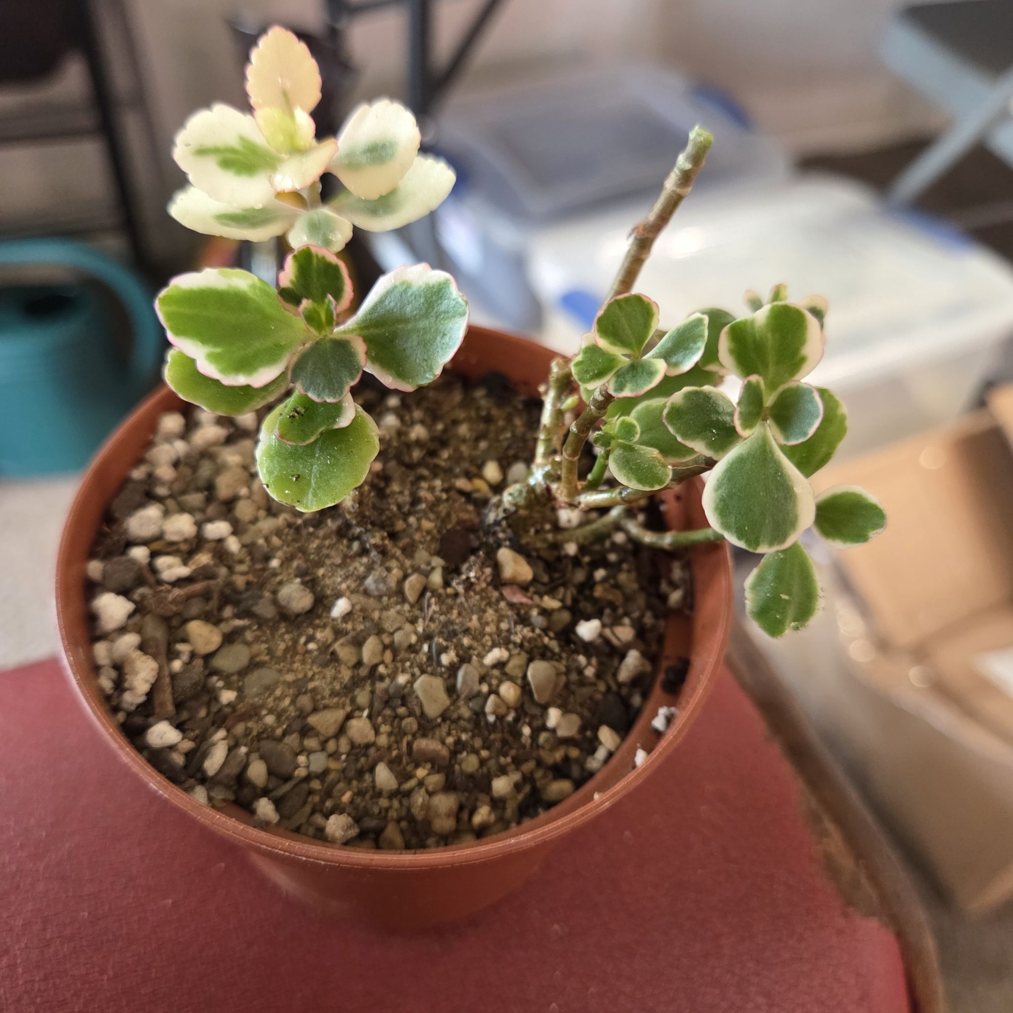 Photo of the plant species Kalanchoe 'Fire Rainbow' by @NikkiBplantmom named LAILA ALI on Greg, the plant care app