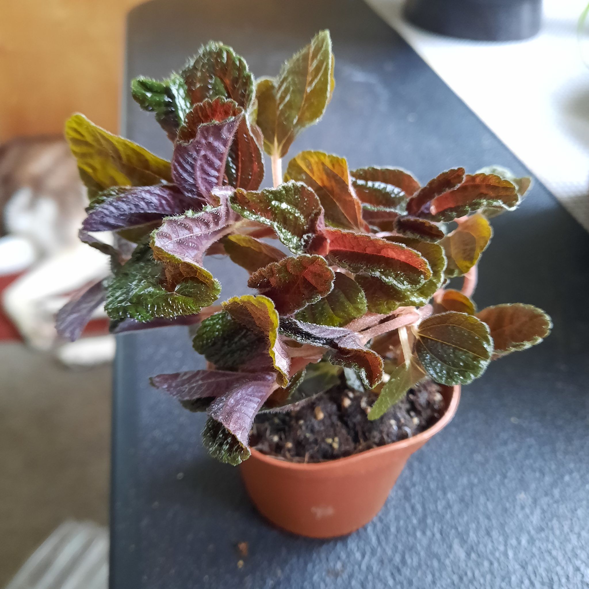 Photo of the plant species Chocolate Pilea by @NikkiBplantmom named FOXY BROWN on Greg, the plant care app