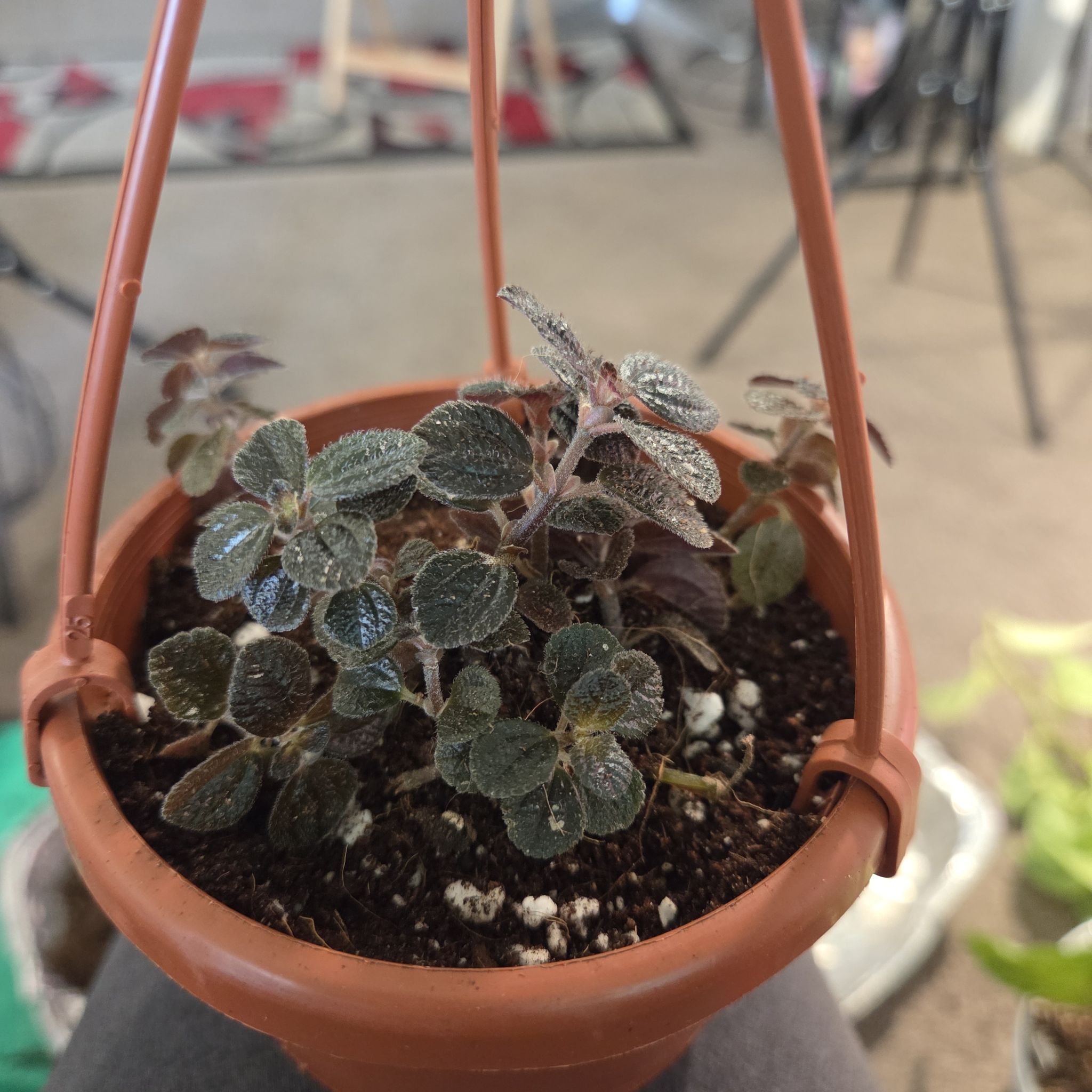 Photo of the plant species Chocolate Pilea by @NikkiBplantmom named FOXY BROWN on Greg, the plant care app