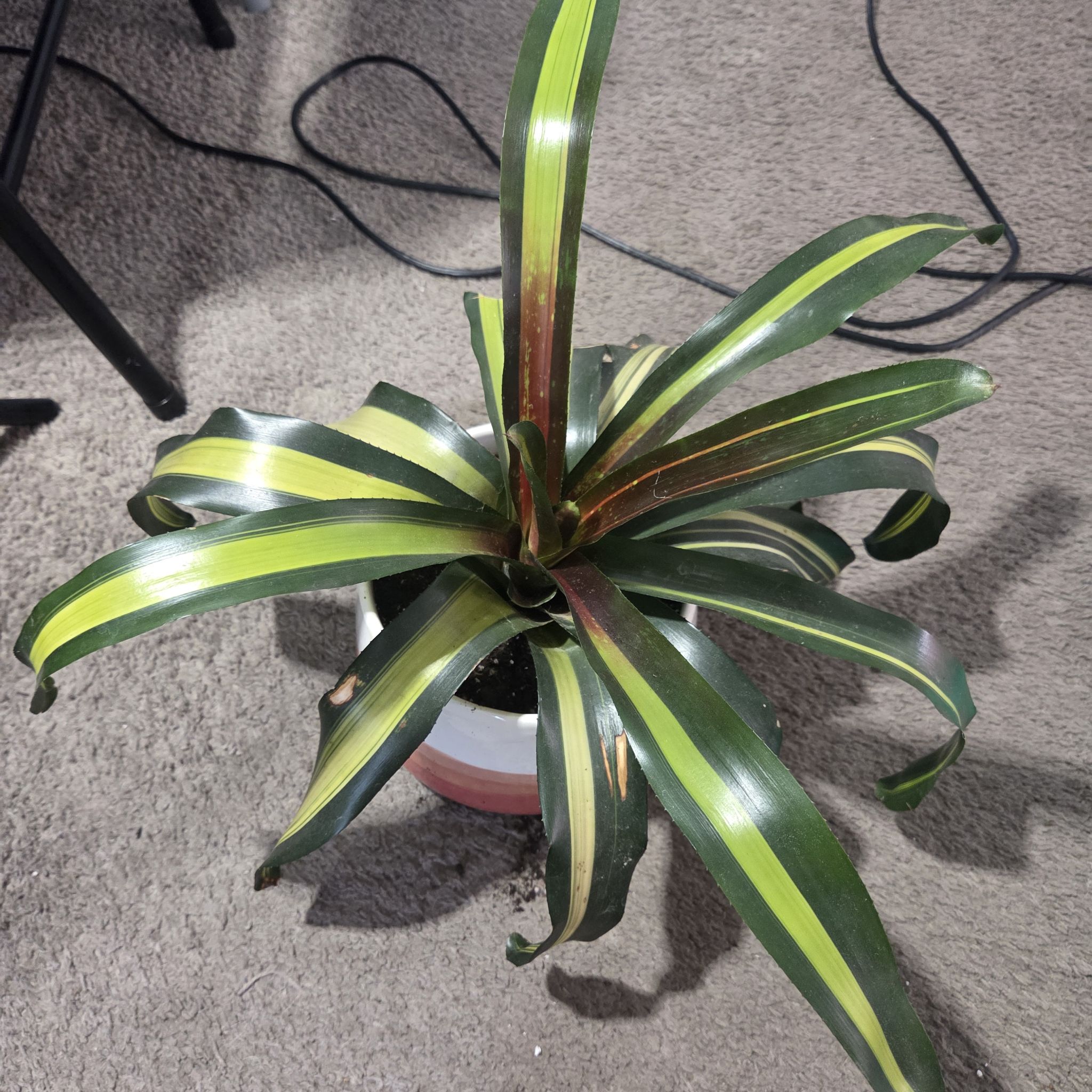 Photo of the plant species Neoregelia 'Pimiento' by @NikkiBplantmom named DONYALE LUNA on Greg, the plant care app