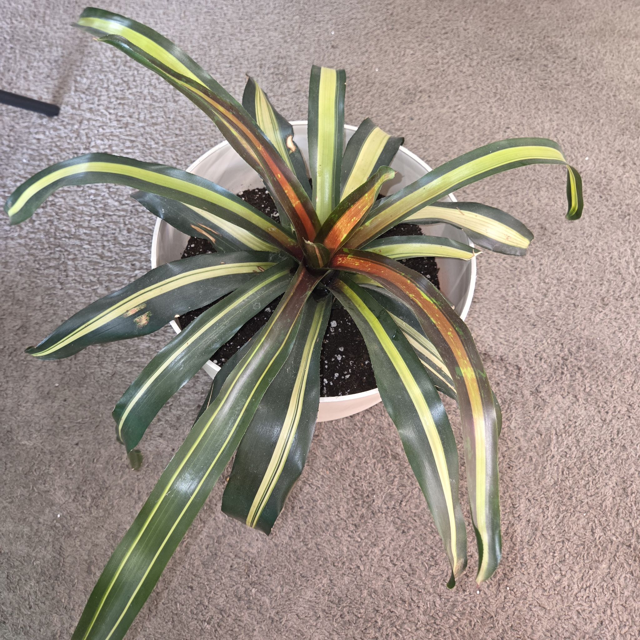 Photo of the plant species Neoregelia 'Pimiento' by @NikkiBplantmom named DONYALE LUNA on Greg, the plant care app