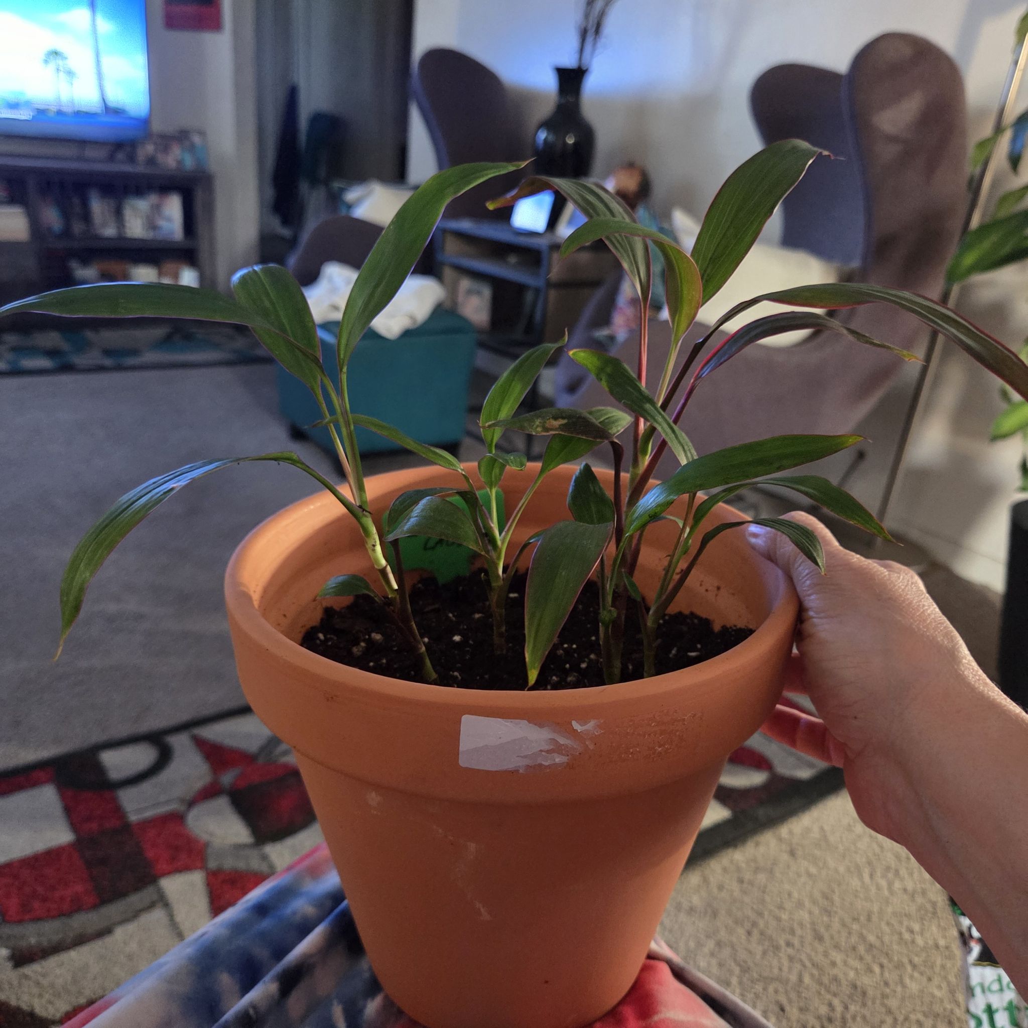 Photo of the plant species Cordyline 'Red Sister' by @NikkiBplantmom named SANAA LATHAN on Greg, the plant care app