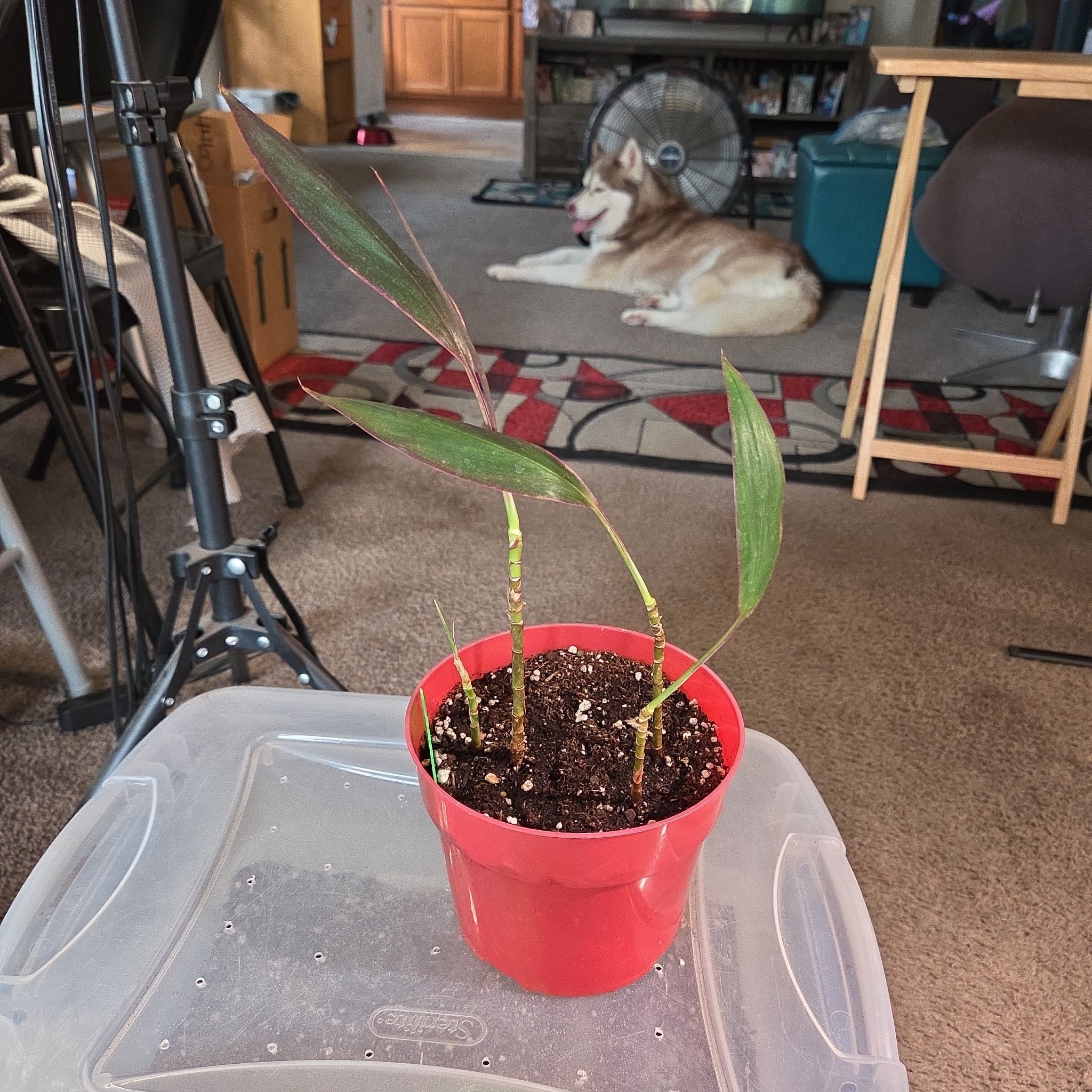 Photo of the plant species Cordyline 'Red Sister' by @NikkiBplantmom named SANAA LATHAN on Greg, the plant care app