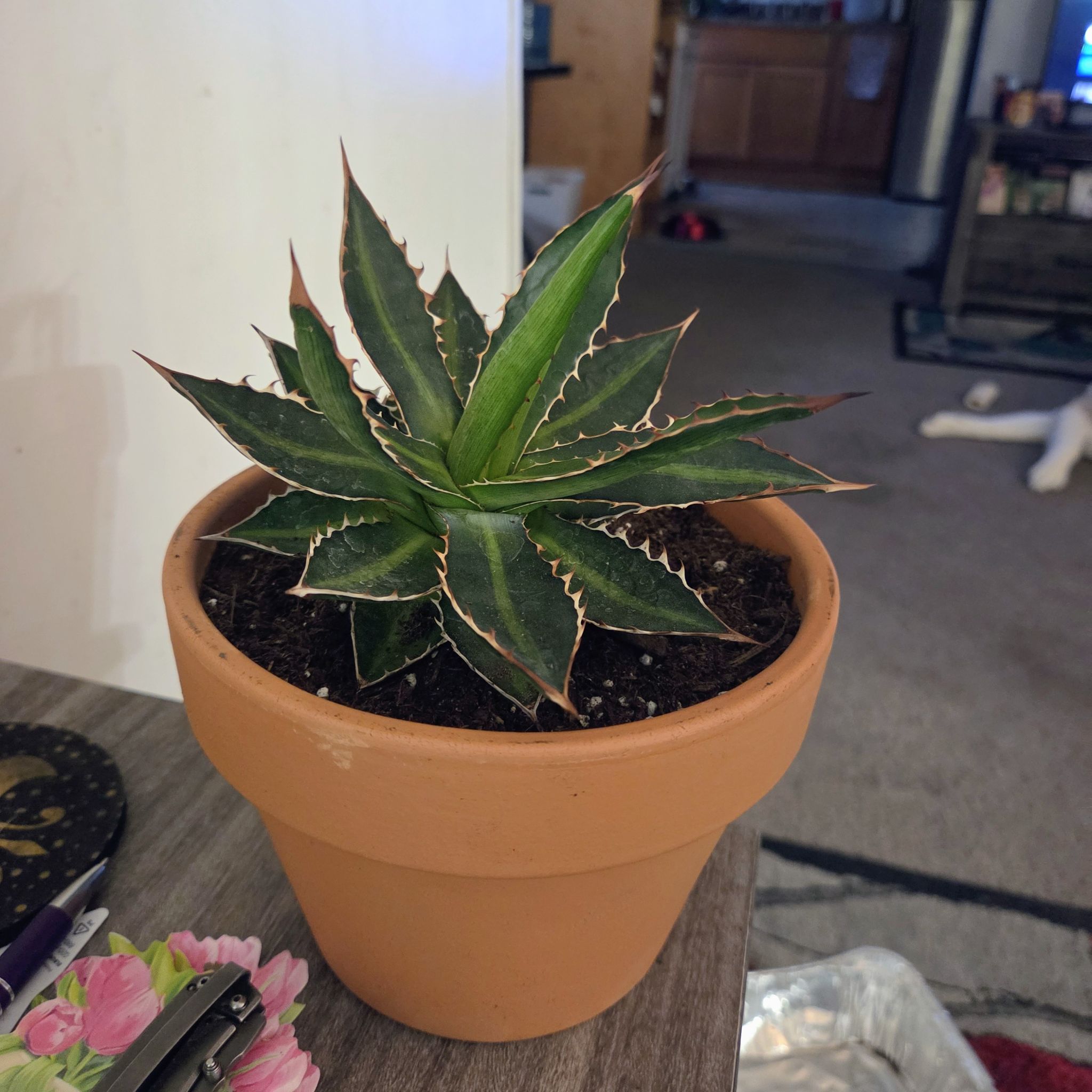 Photo of the plant species Splendid Agave by @NikkiBplantmom named MAD MAX on Greg, the plant care app