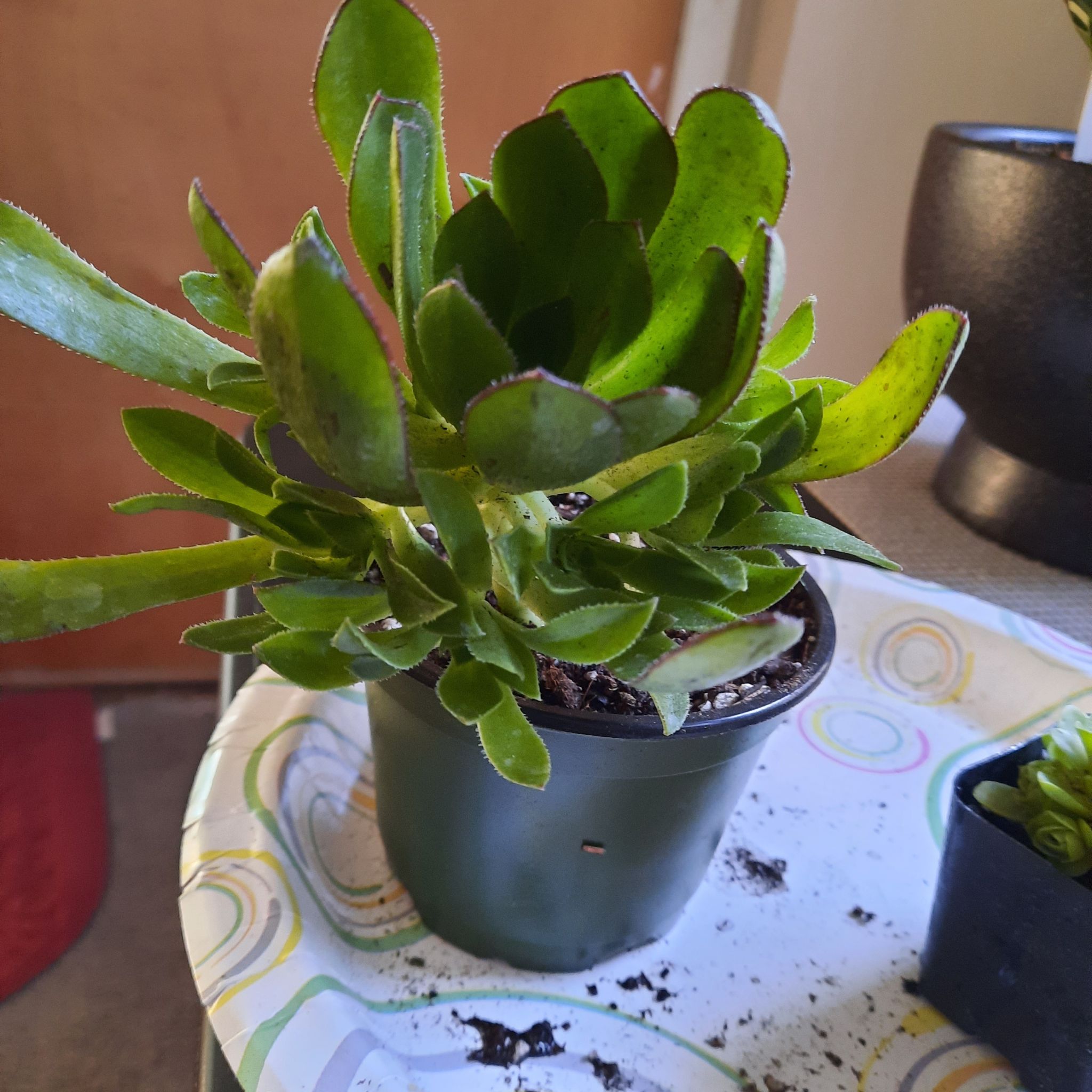 Photo of the plant species Aeonium 'Phoenix' by @NikkiBplantmom named PHOENIX on Greg, the plant care app