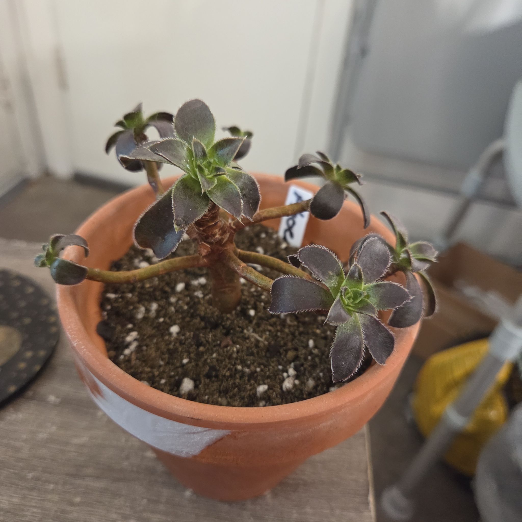 Photo of the plant species Aeonium 'Phoenix' by @NikkiBplantmom named PHOENIX on Greg, the plant care app
