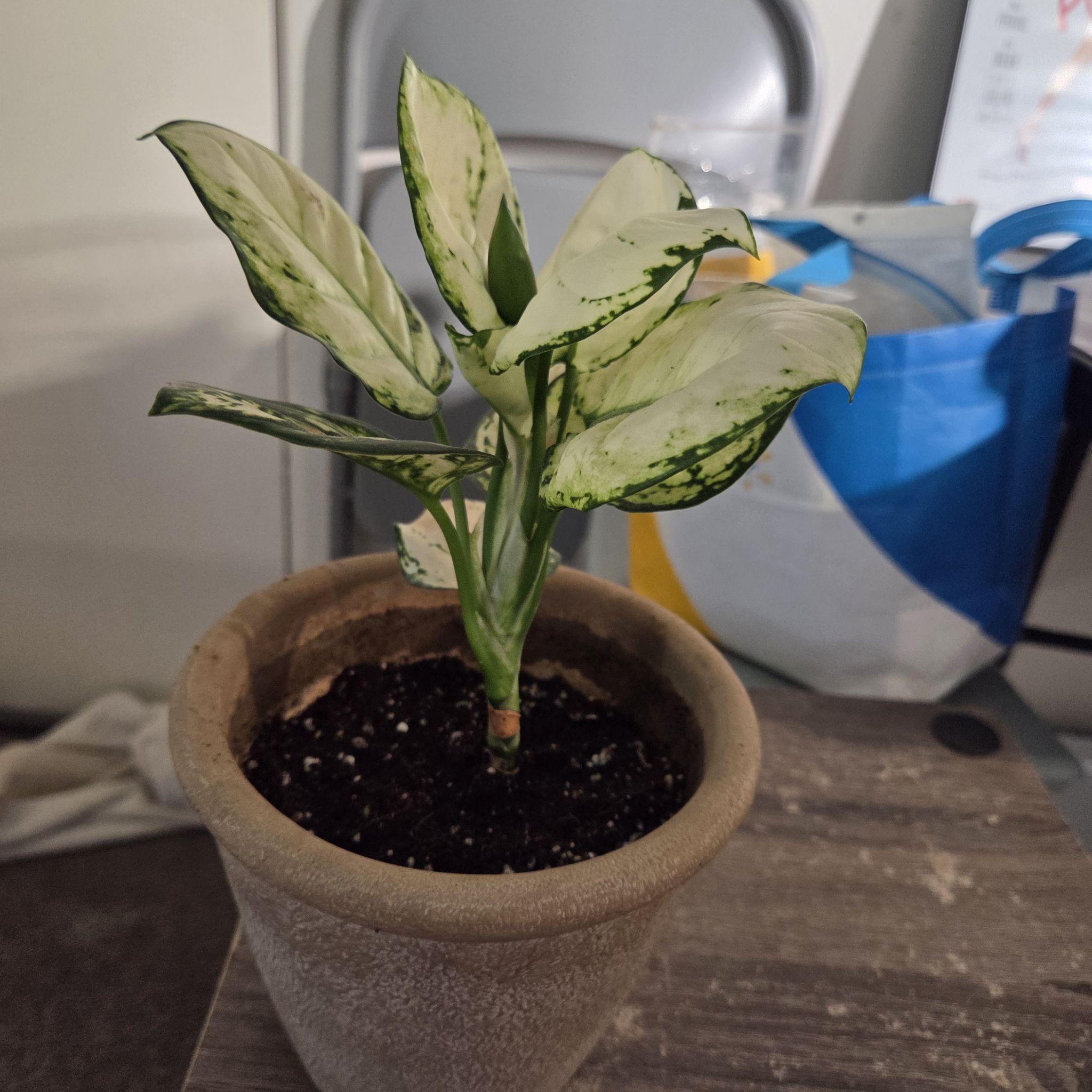 Photo of the plant species Aglaonema 'Super White' by @NikkiBplantmom named BLANCA on Greg, the plant care app