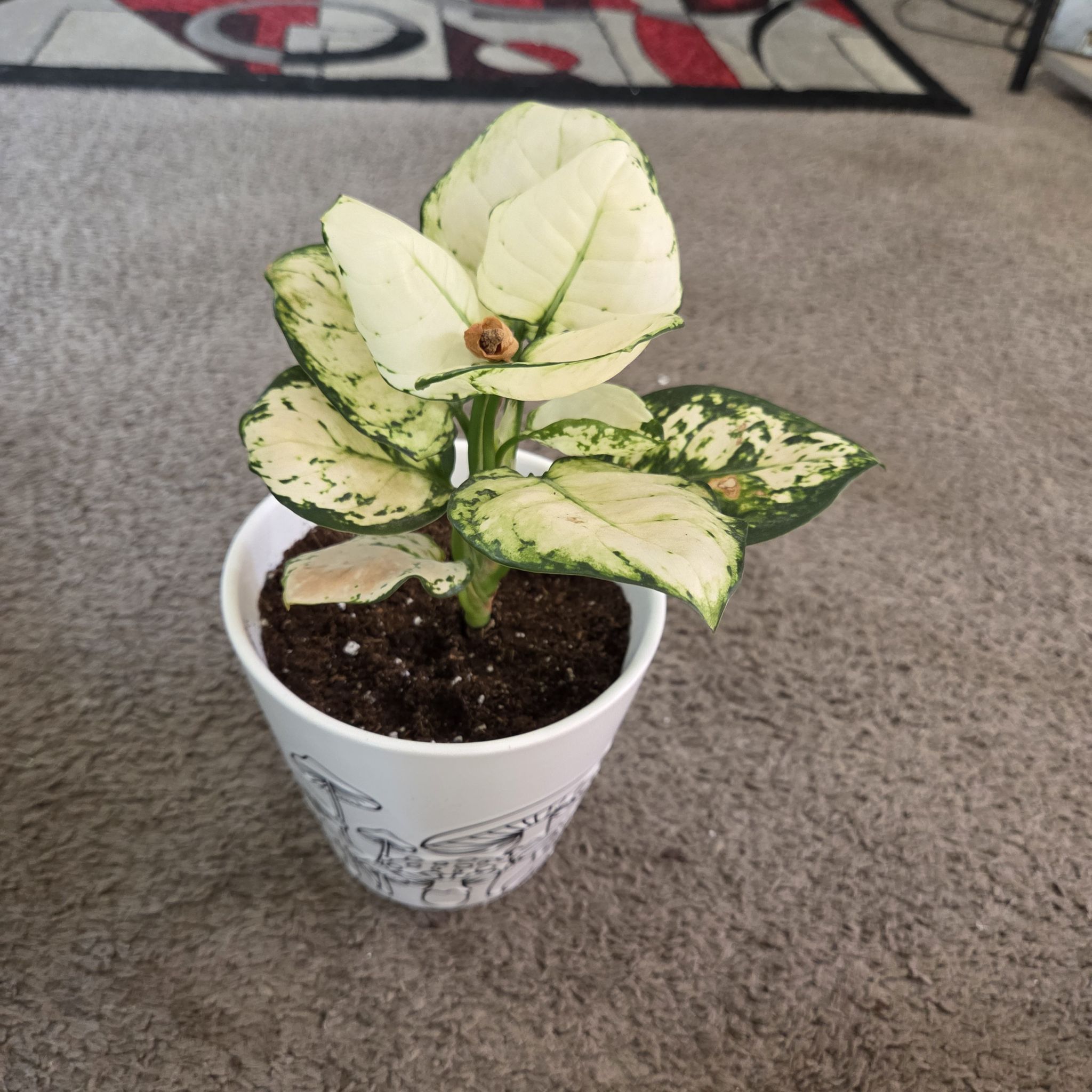Photo of the plant species Aglaonema 'Super White' by @NikkiBplantmom named BLANCA on Greg, the plant care app