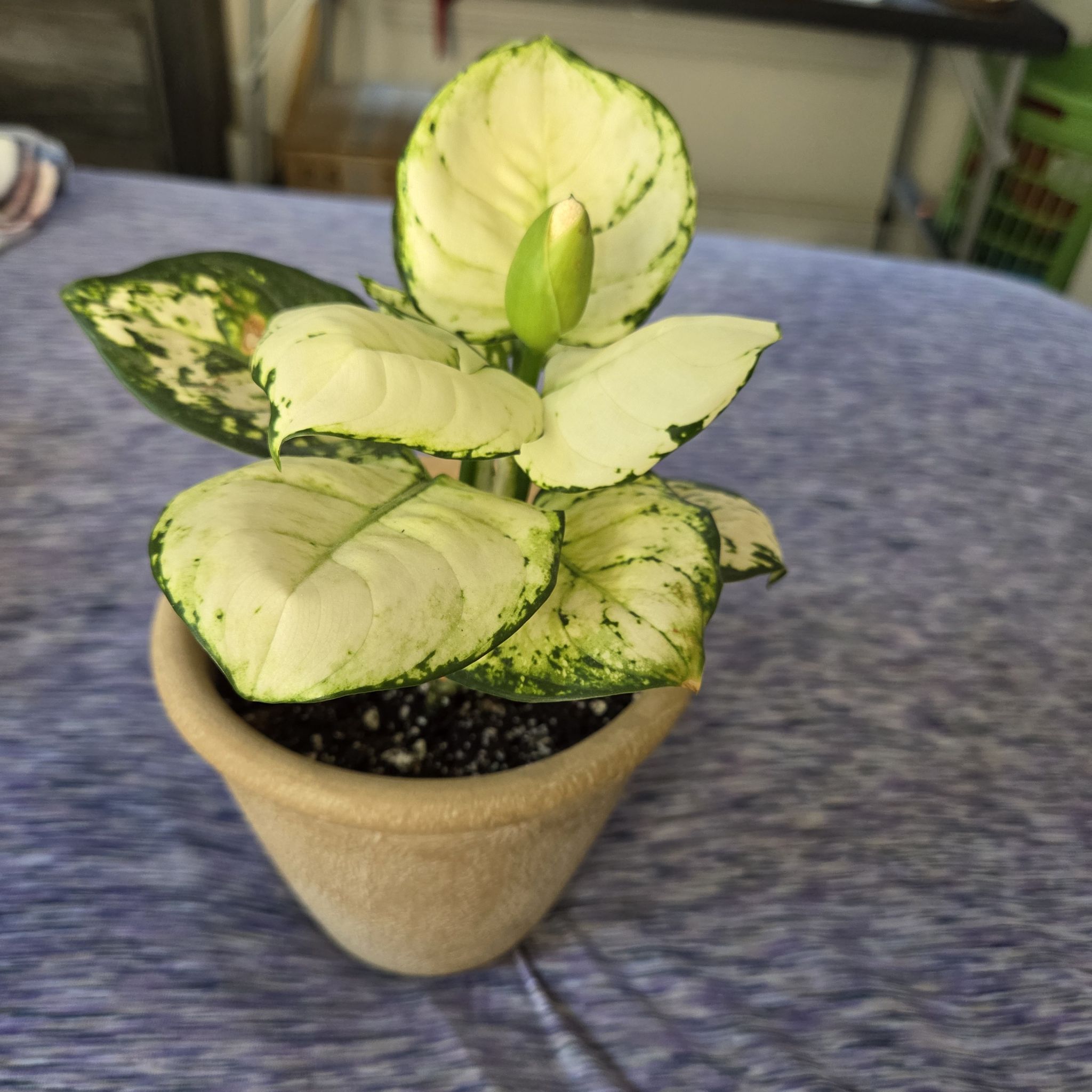 Photo of the plant species Aglaonema 'Super White' by @NikkiBplantmom named BLANCA on Greg, the plant care app