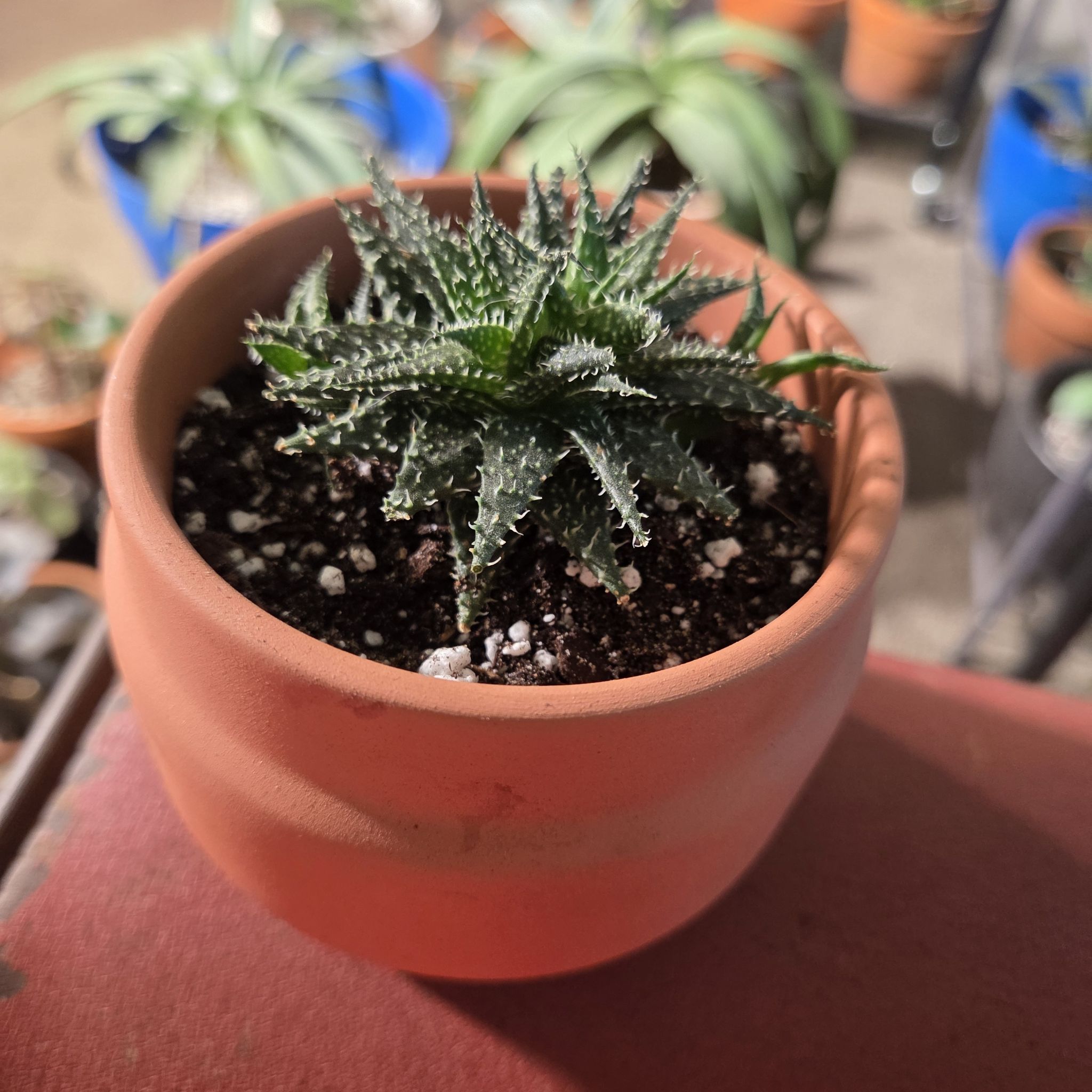 Photo of the plant species Haworthia-leaved Aloe by @NikkiBplantmom named SOFIA VERGARA on Greg, the plant care app