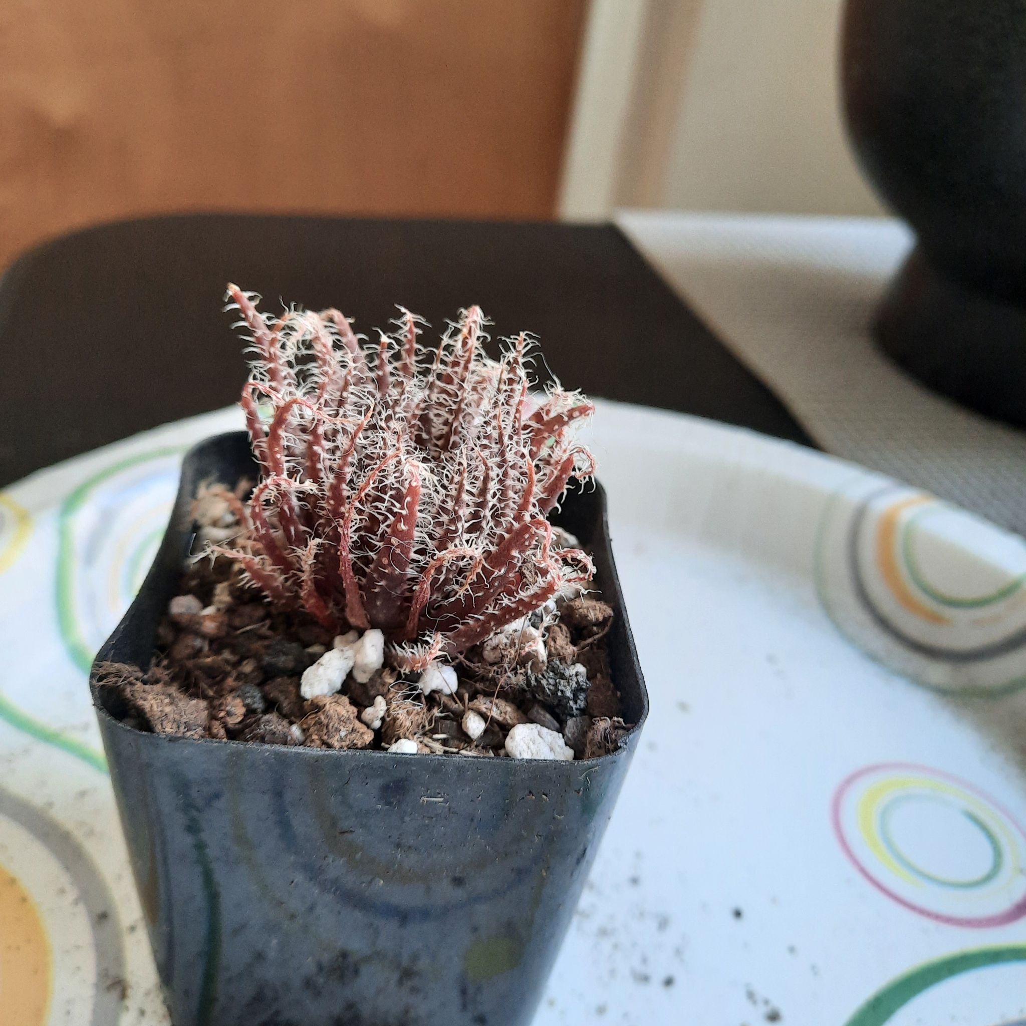 Photo of the plant species Black Haworthia by @NikkiBplantmom named NOIRE' on Greg, the plant care app