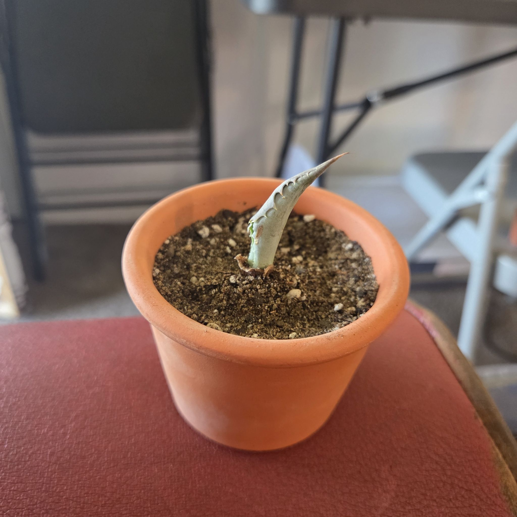 Photo of the plant species Mangave 'Sponge Paint' by @NikkiBplantmom named SHAKIRA on Greg, the plant care app