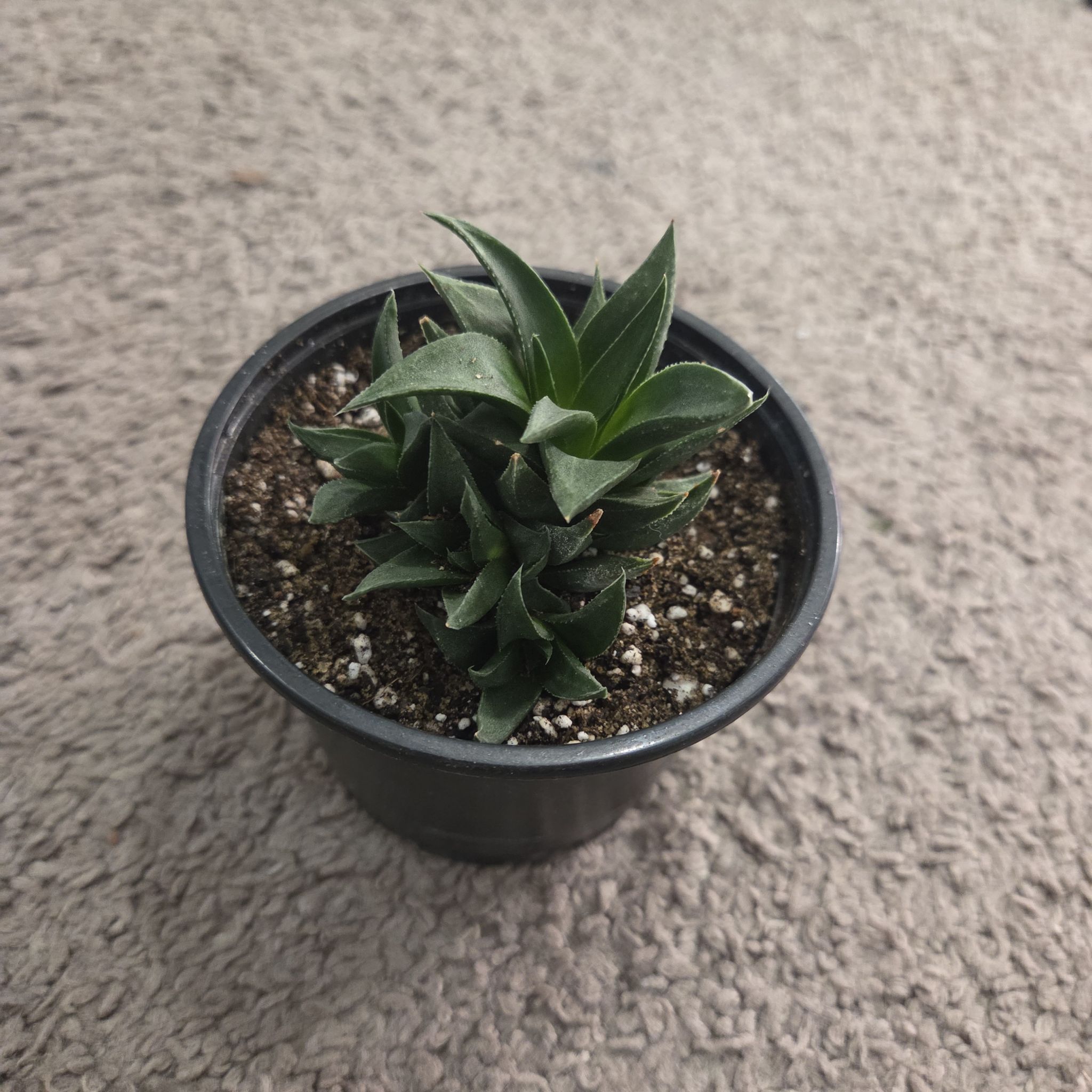 Photo of the plant species Haworthia angustifolia 'Baylissii' by @NikkiBplantmom named ZAMIRA on Greg, the plant care app