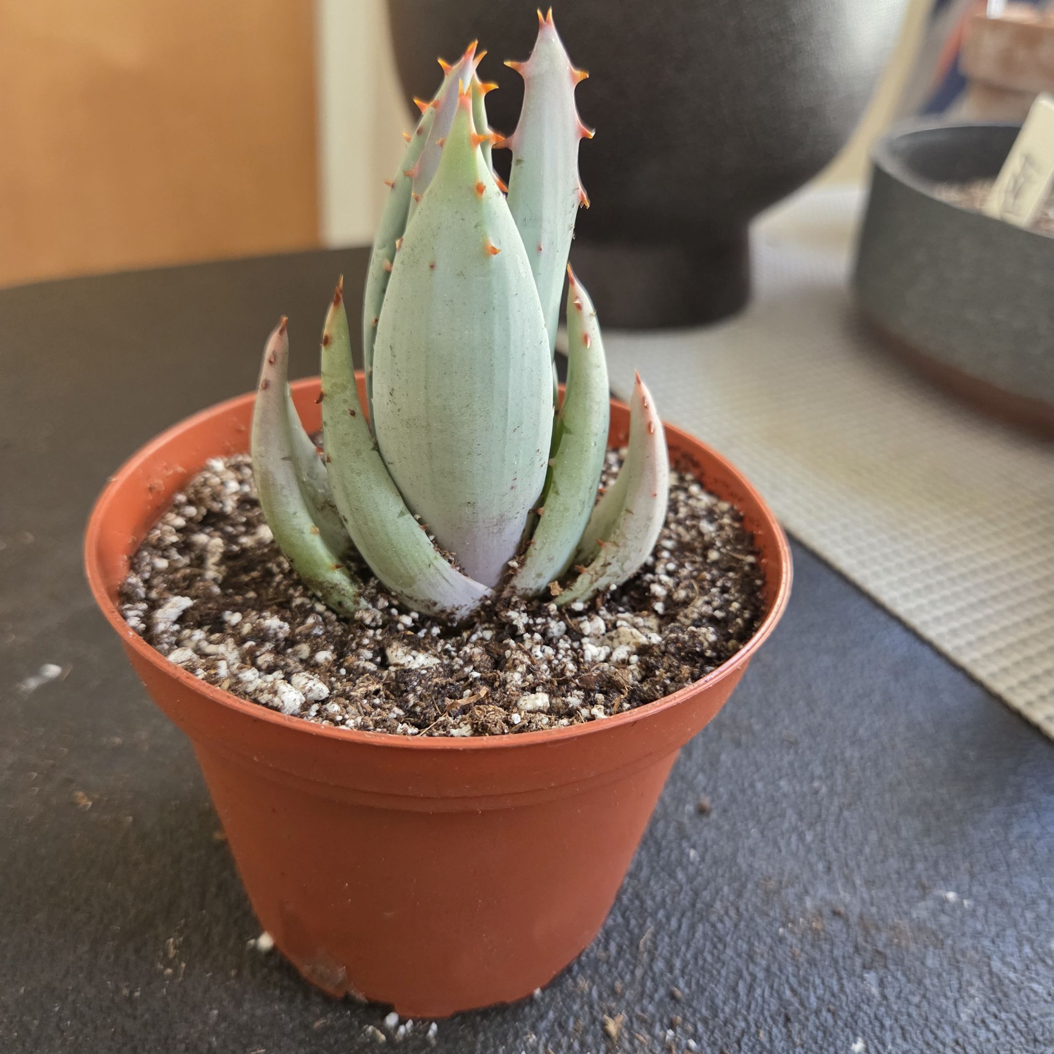 Photo of the plant species Fez aloe by @NikkiBplantmom named ATLANTIS on Greg, the plant care app