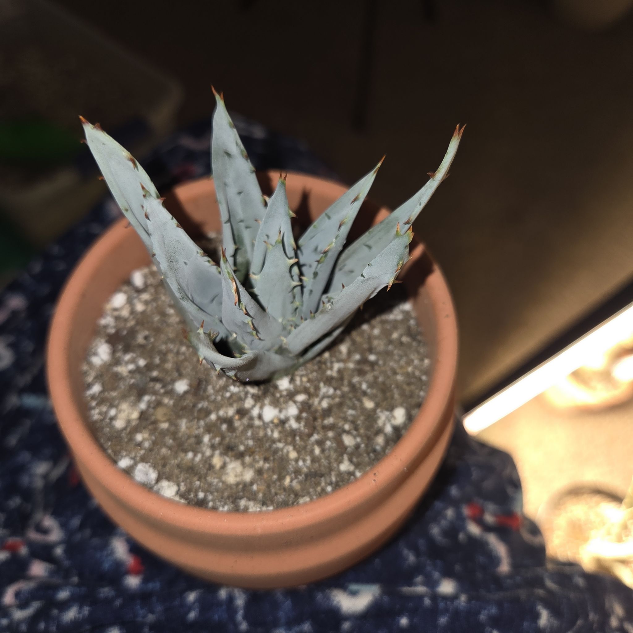 Photo of the plant species Fez aloe by @NikkiBplantmom named ATLANTIS on Greg, the plant care app