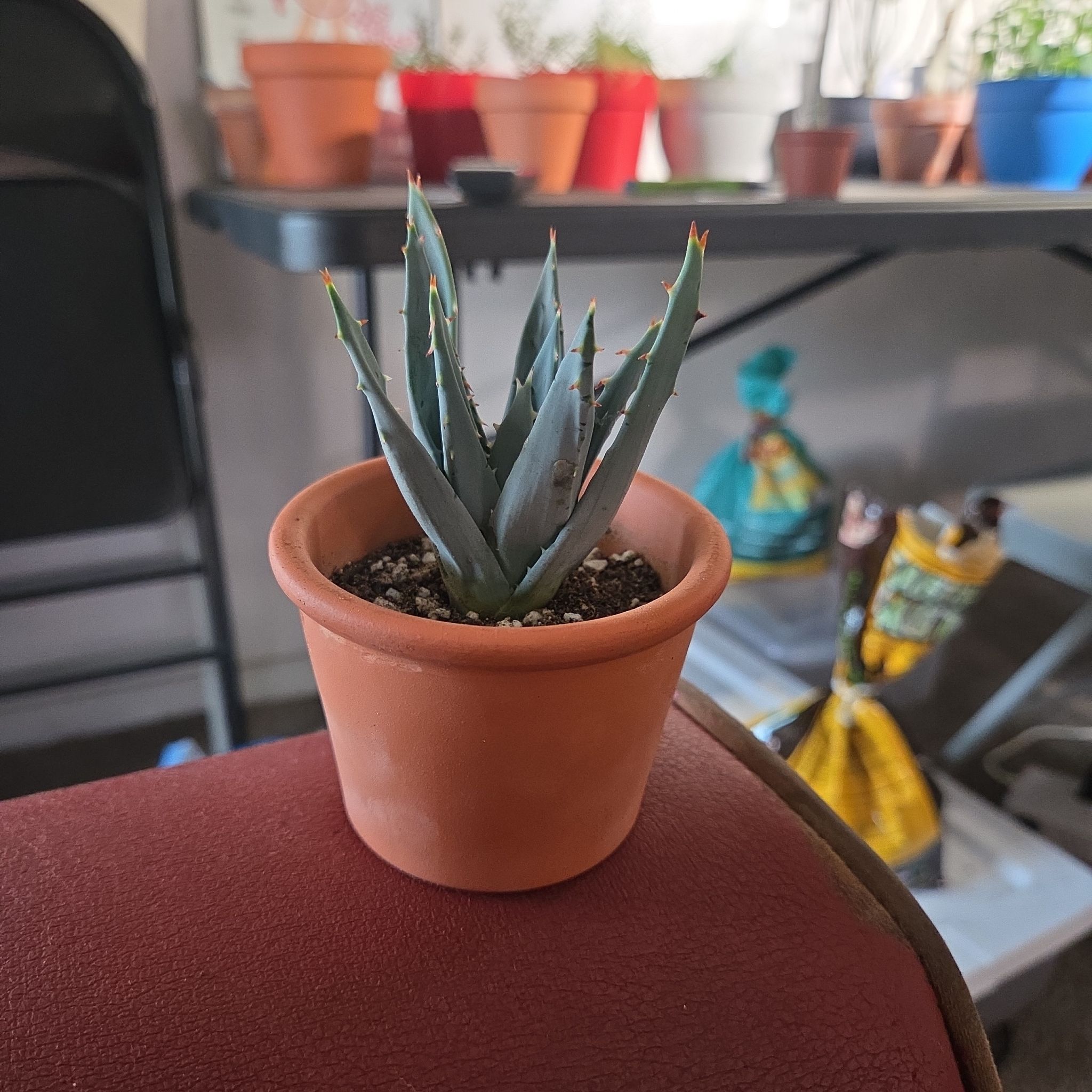 Photo of the plant species Fez aloe by @NikkiBplantmom named ATLANTIS on Greg, the plant care app