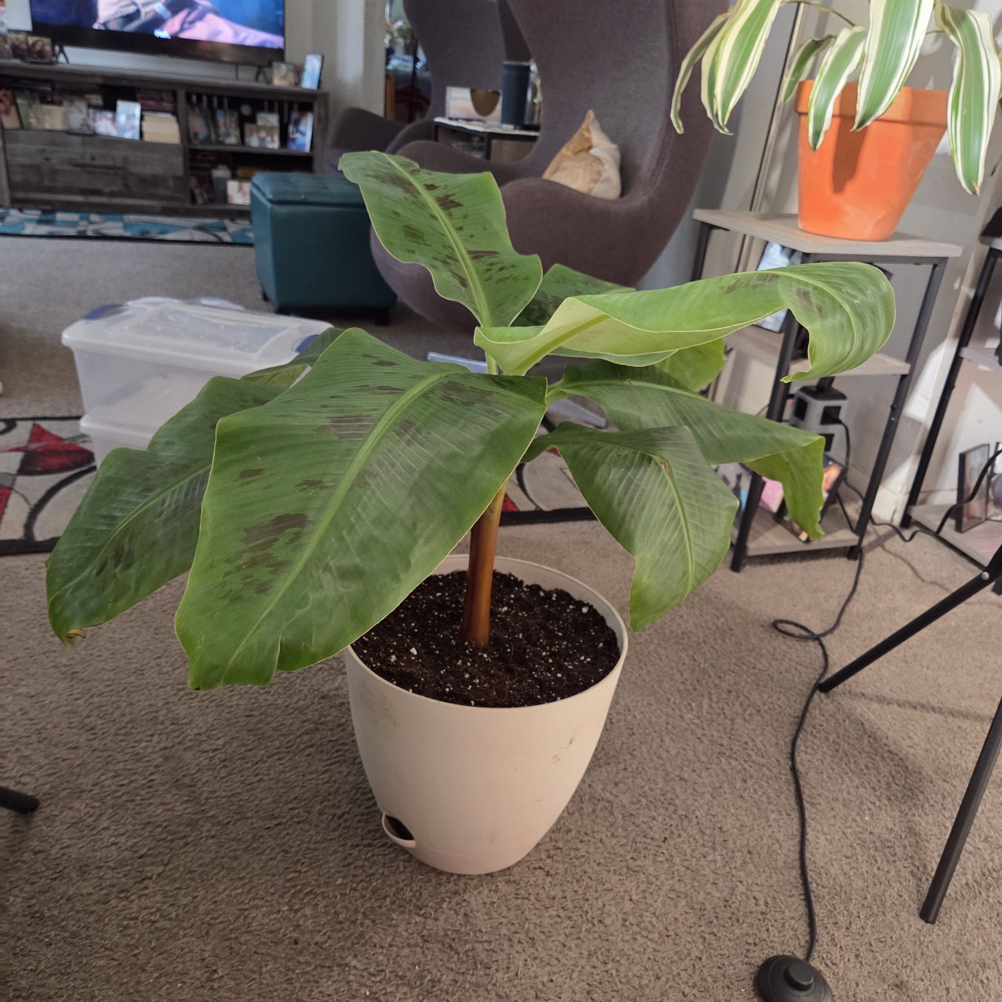 Photo of the plant species Super Dwarf Cavendish Banana by @NikkiBplantmom named CREE on Greg, the plant care app