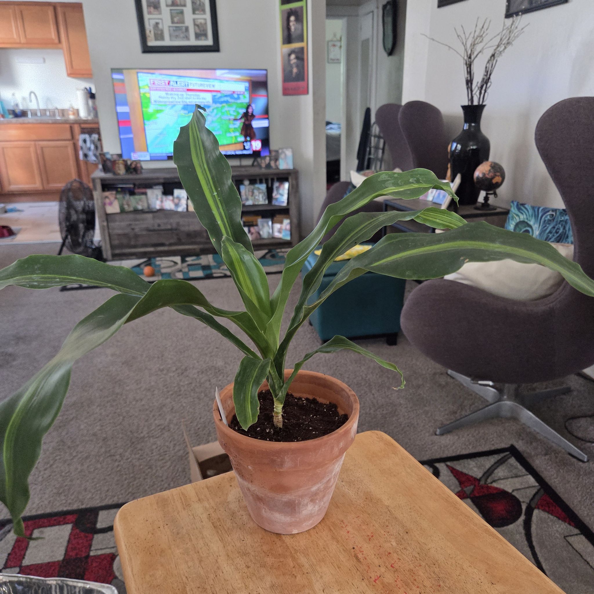 Photo of the plant species Draceana Marley by @NikkiBplantmom named MARLEY on Greg, the plant care app