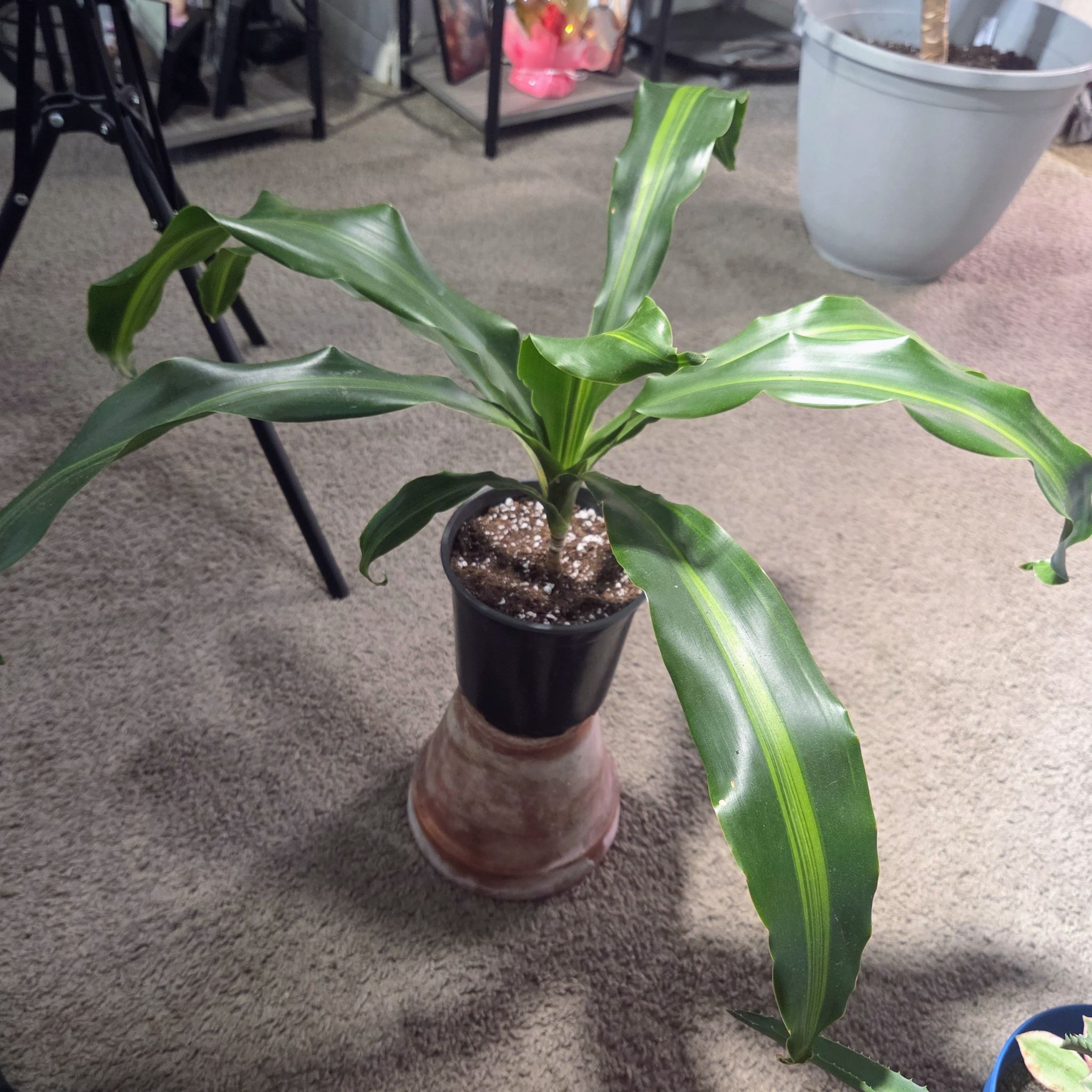 Photo of the plant species Draceana Marley by @NikkiBplantmom named MARLEY on Greg, the plant care app