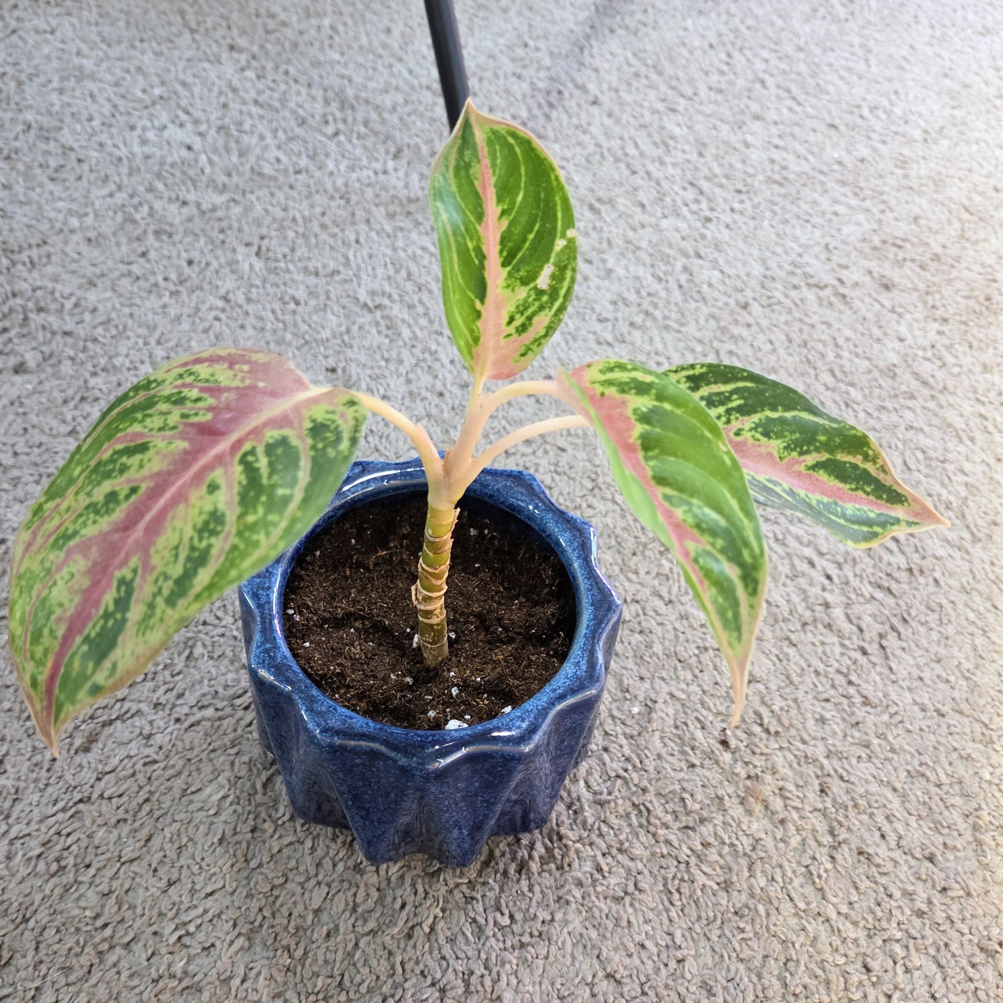 Photo of the plant species Golden Papaya Chinese Evergreen by @NikkiBplantmom named NILA on Greg, the plant care app