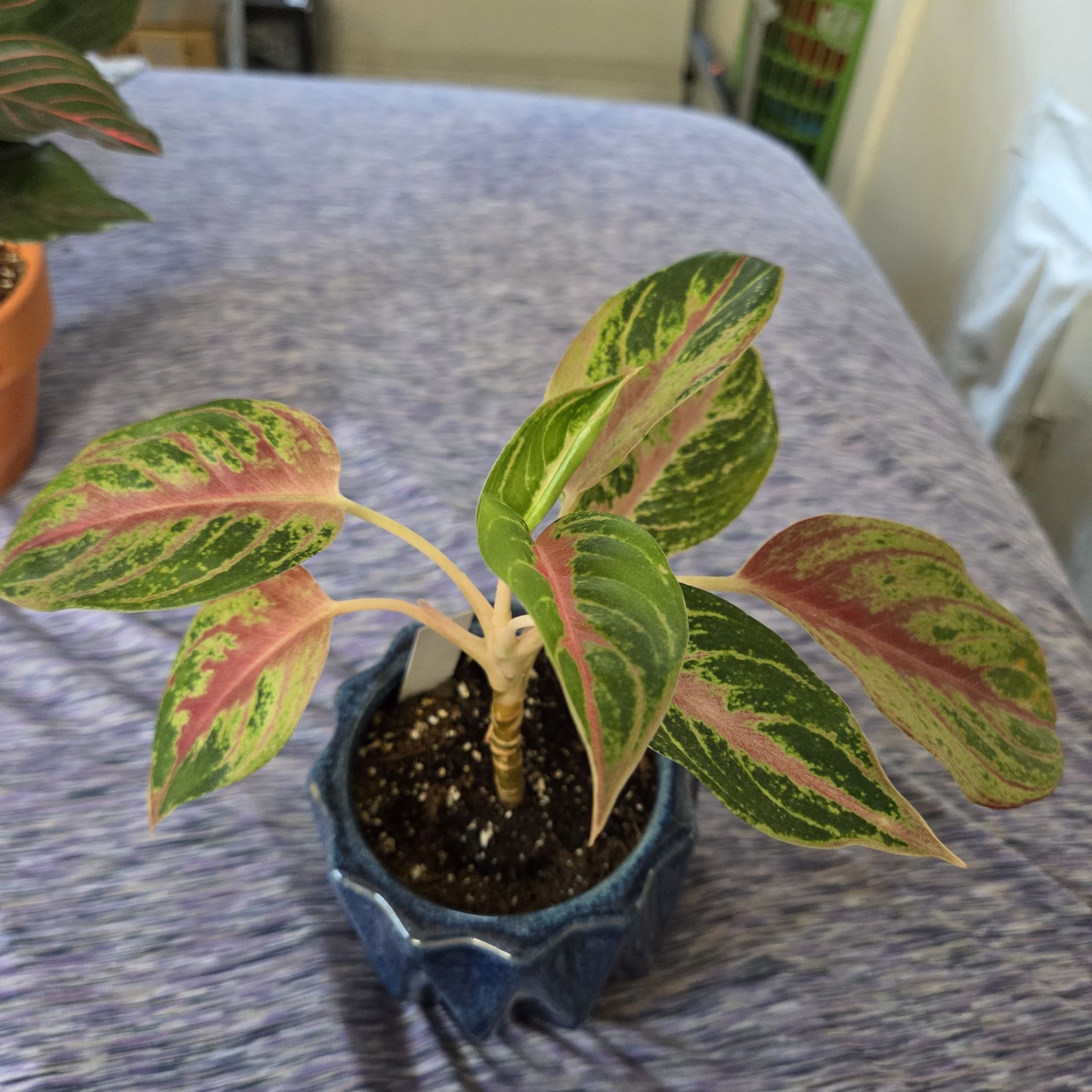 Photo of the plant species Golden Papaya Chinese Evergreen by @NikkiBplantmom named NILA on Greg, the plant care app