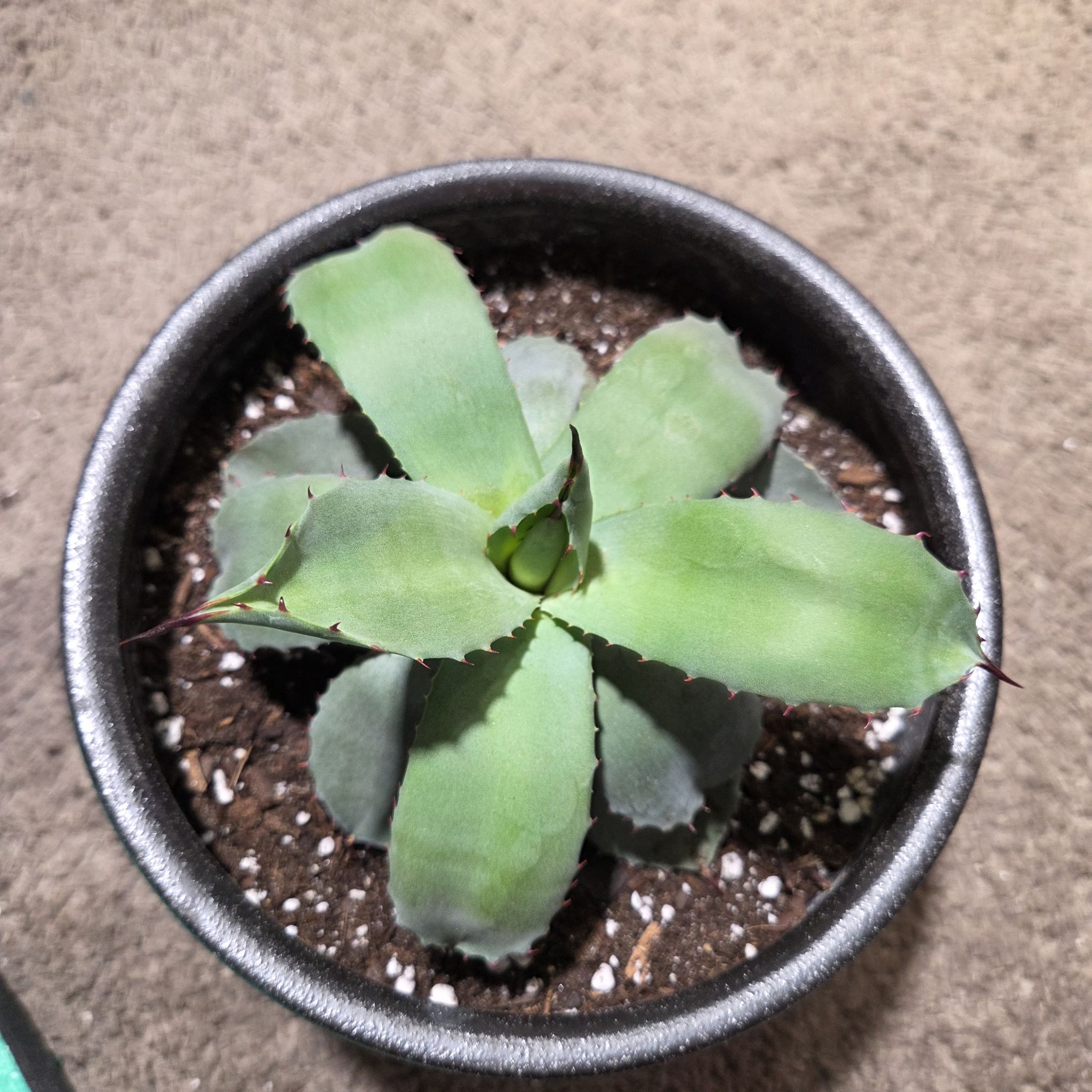 Photo of the plant species Agave parryi 'J.C. Raulston' by @NikkiBplantmom named TIAGO on Greg, the plant care app