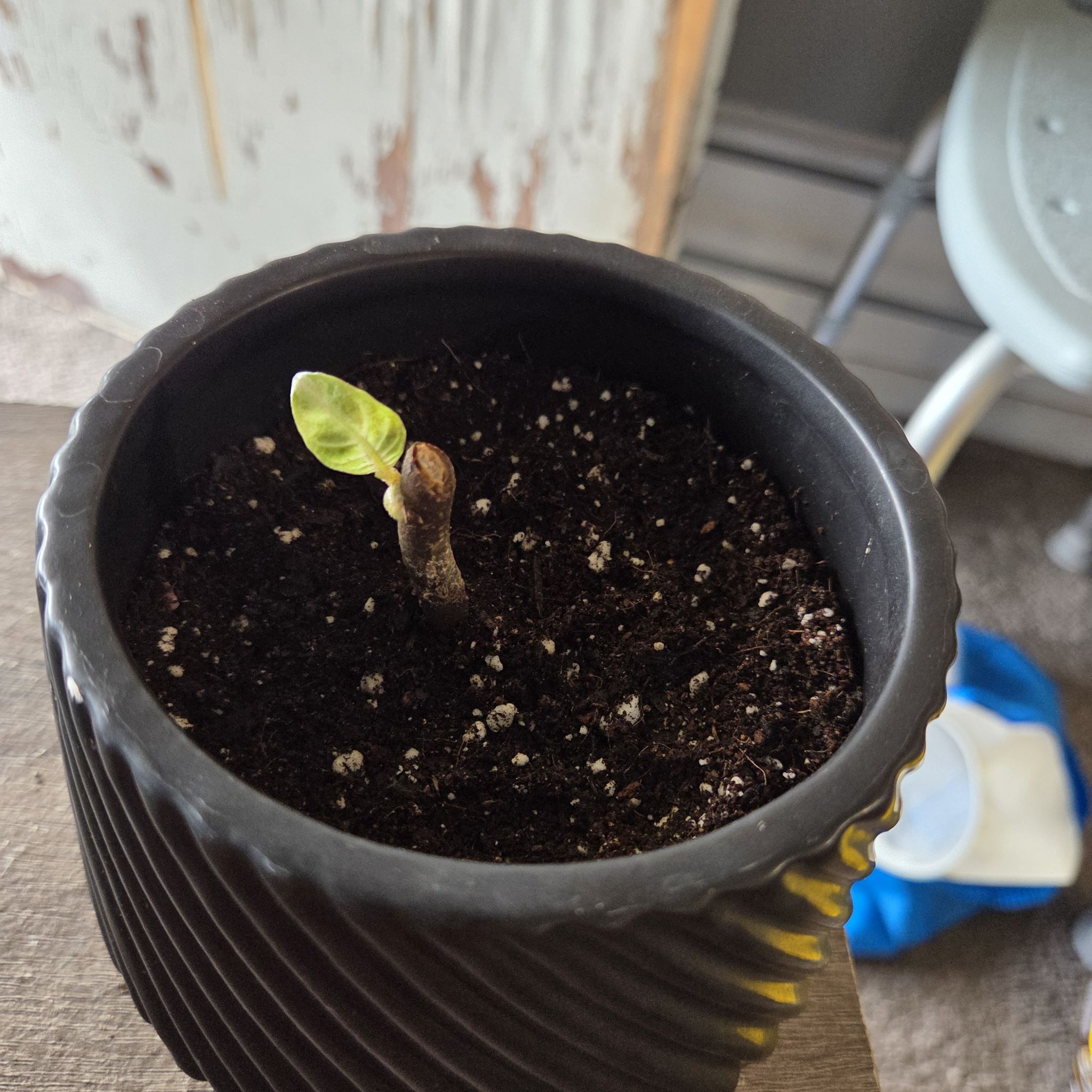 Photo of the plant species Blizzard by @NikkiBplantmom named MUFASA on Greg, the plant care app