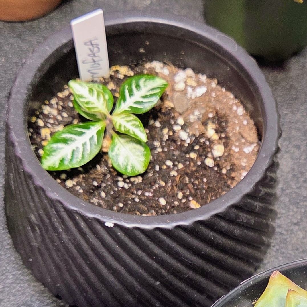 Photo of the plant species Blizzard by @NikkiBplantmom named MUFASA on Greg, the plant care app