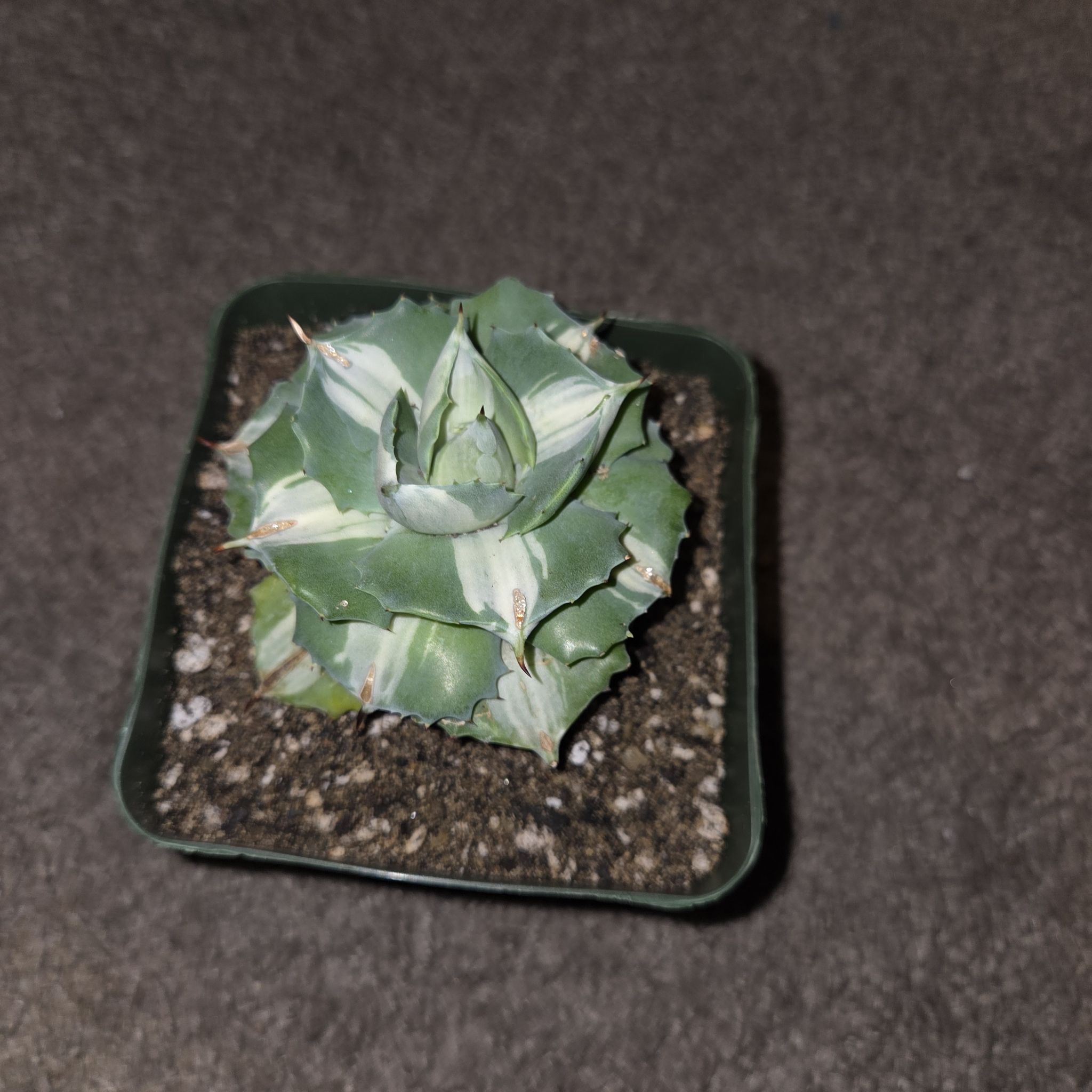 Photo of the plant species Variegated Dwarf Butterfly Agave by @NikkiBplantmom named NEVAEH on Greg, the plant care app